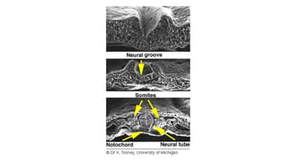 DEVELOPMENT OF THE SPINAL CORD AND BRAIN.pptx