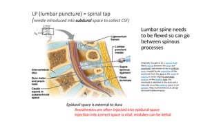 DEVELOPMENT OF THE SPINAL CORD AND BRAIN.pptx