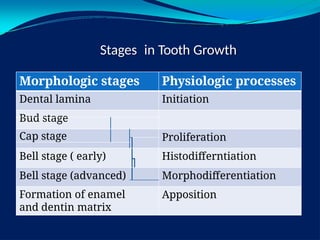 Tooth Formation Process Development of the teeth (1)and the initial stages of formation .pdf
