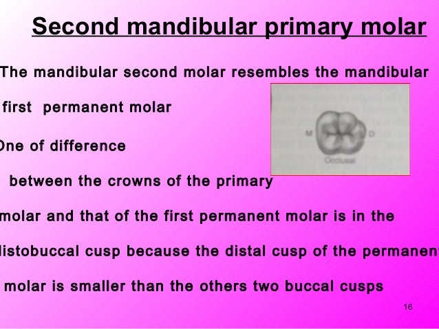 development of the teeth and occlusion primary mandibular first molar