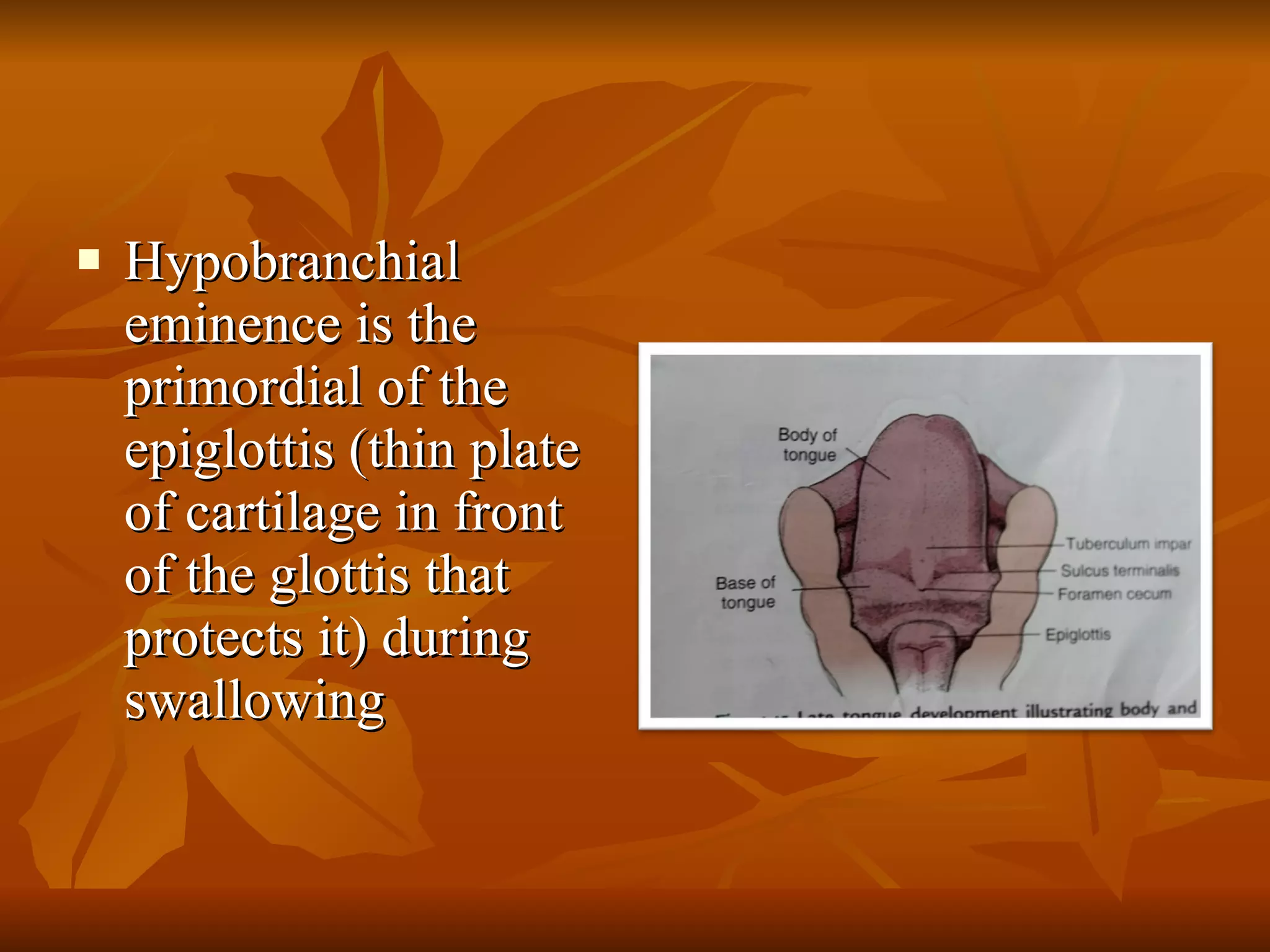 Hypobranchial eminence is the primordial of the epiglottis (thin plate of cartilage in front of the glottis that protects it) during swallowing 