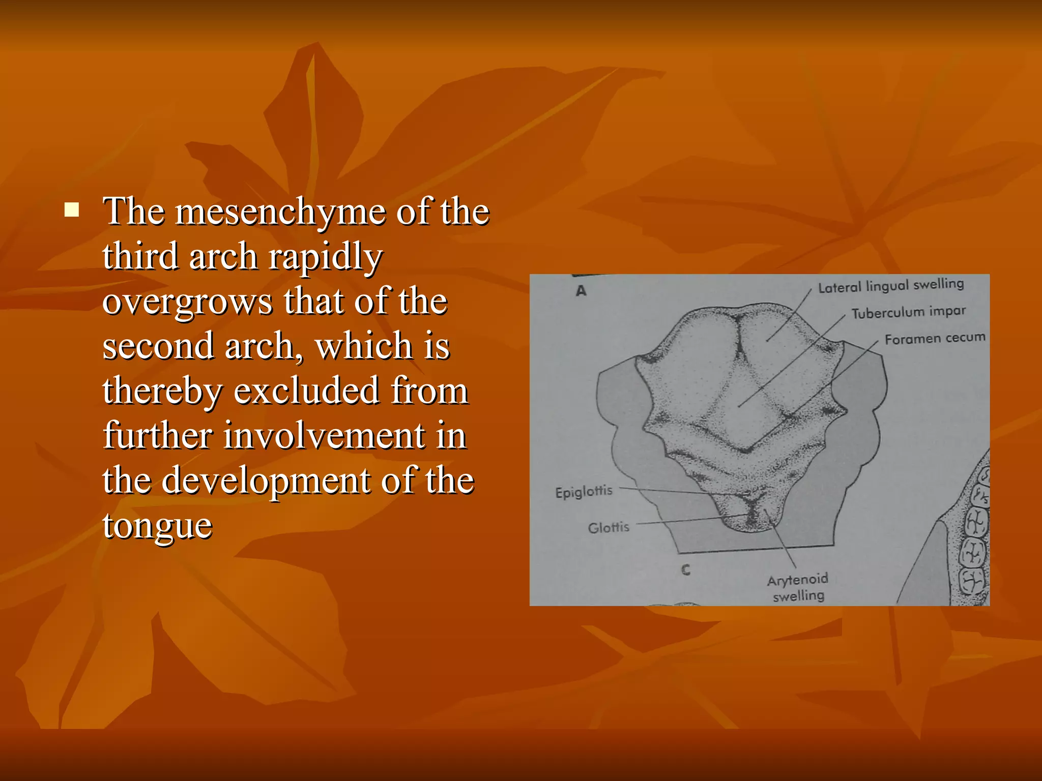 The mesenchyme of the third arch rapidly overgrows that of the second arch, which is thereby excluded from further involvement in the development of the tongue 