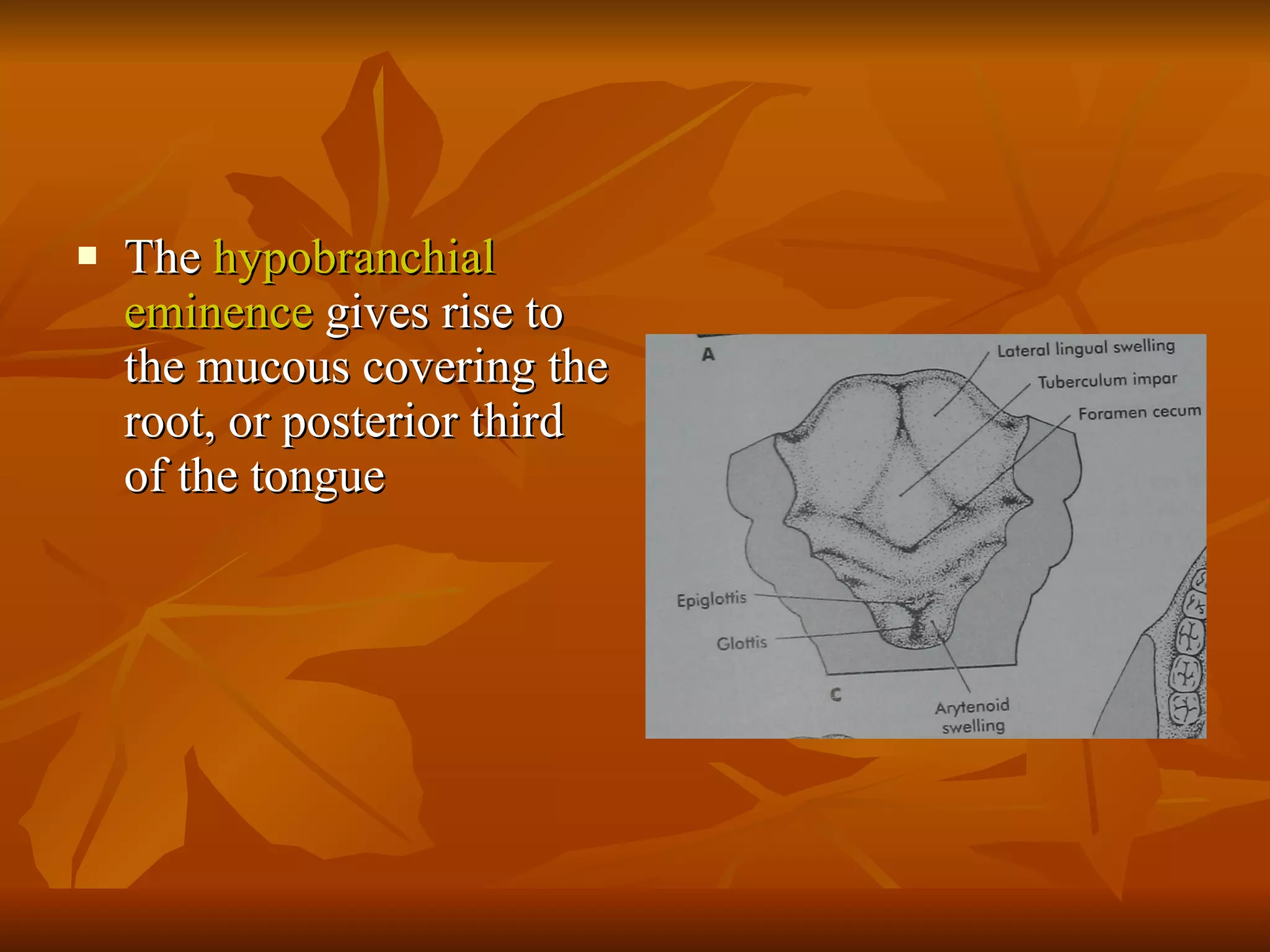 The  hypobranchial eminence  gives rise to the mucous covering the root, or posterior third of the tongue 
