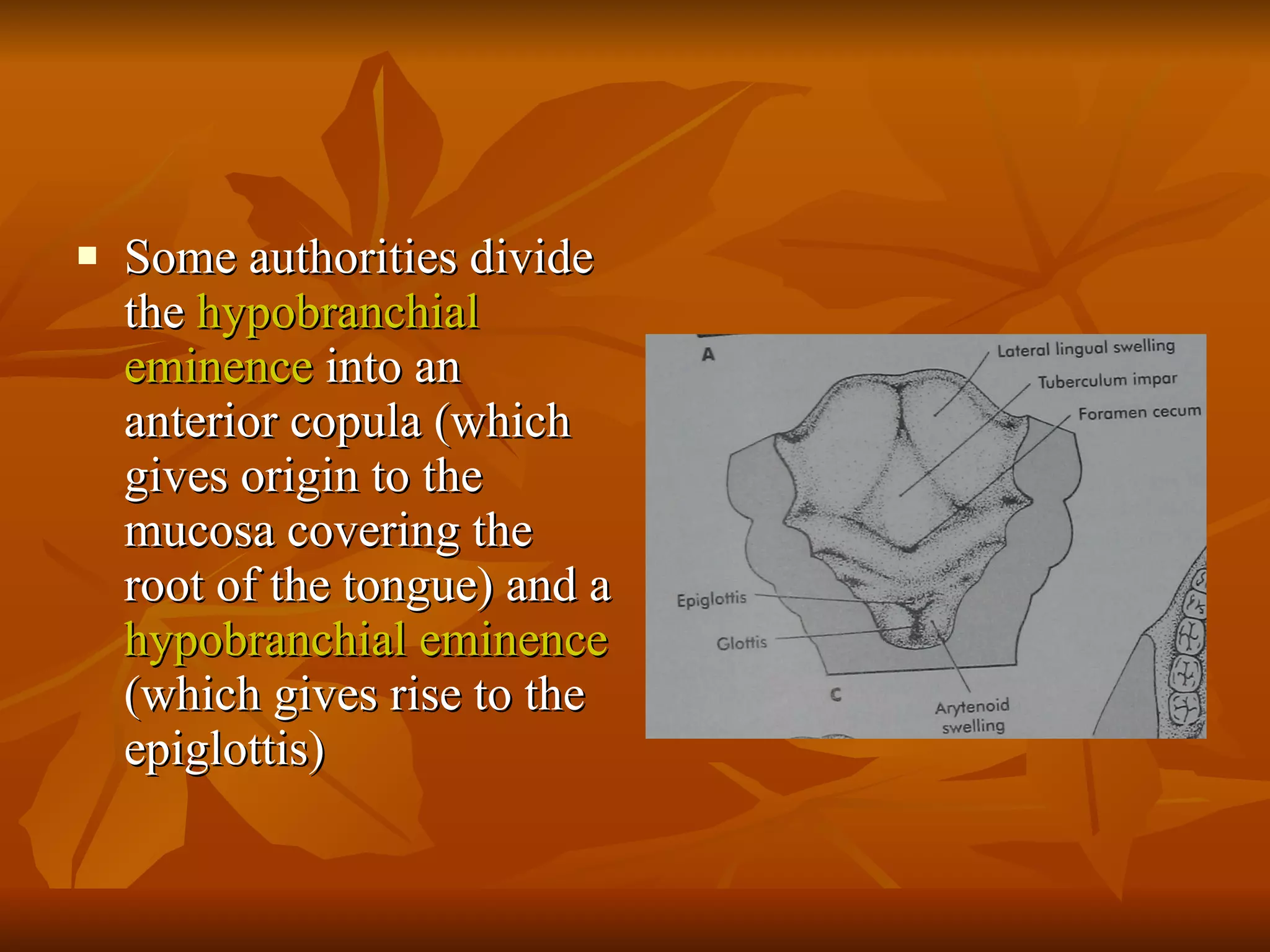 Some authorities divide the  hypobranchial eminence  into an anterior copula (which gives origin to the mucosa covering the root of the tongue) and a  hypobranchial eminence  (which gives rise to the epiglottis) 