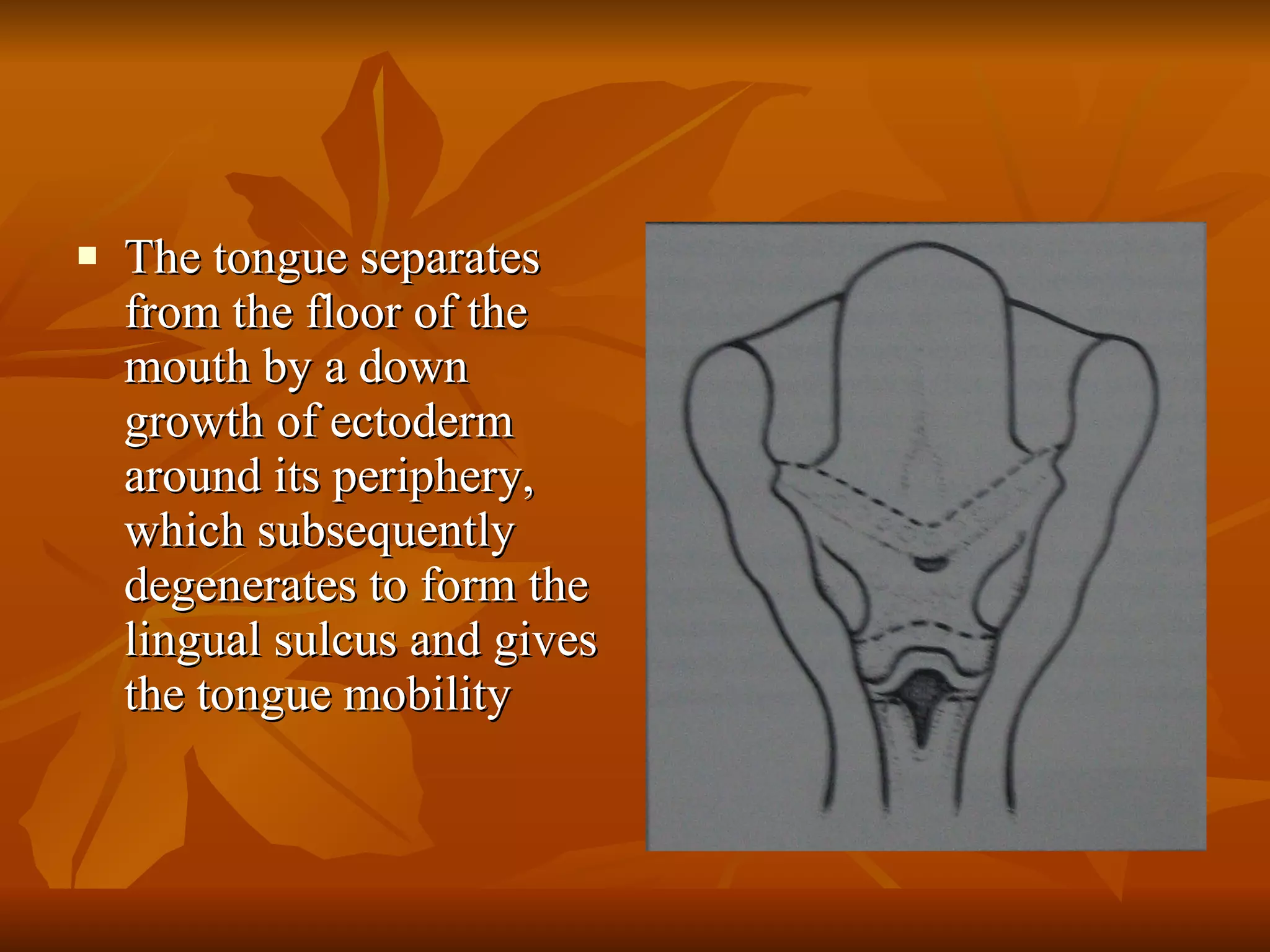 The tongue separates from the floor of the mouth by a down growth of ectoderm around its periphery, which subsequently degenerates to form the lingual sulcus and gives the tongue mobility 