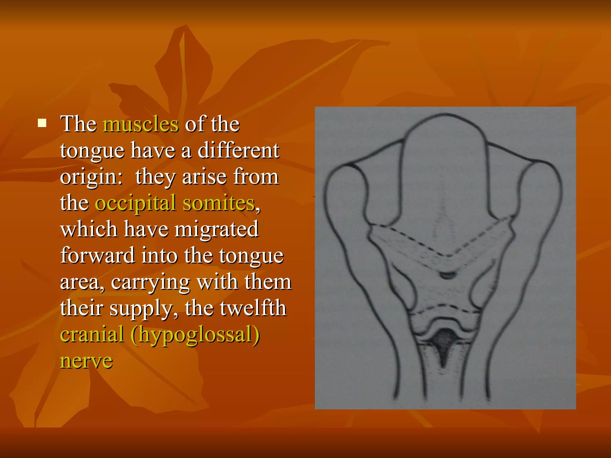 The  muscles  of the tongue have a different origin:  they arise from the  occipital somites , which have migrated forward into the tongue area, carrying with them their supply, the twelfth  cranial (hypoglossal) nerve   