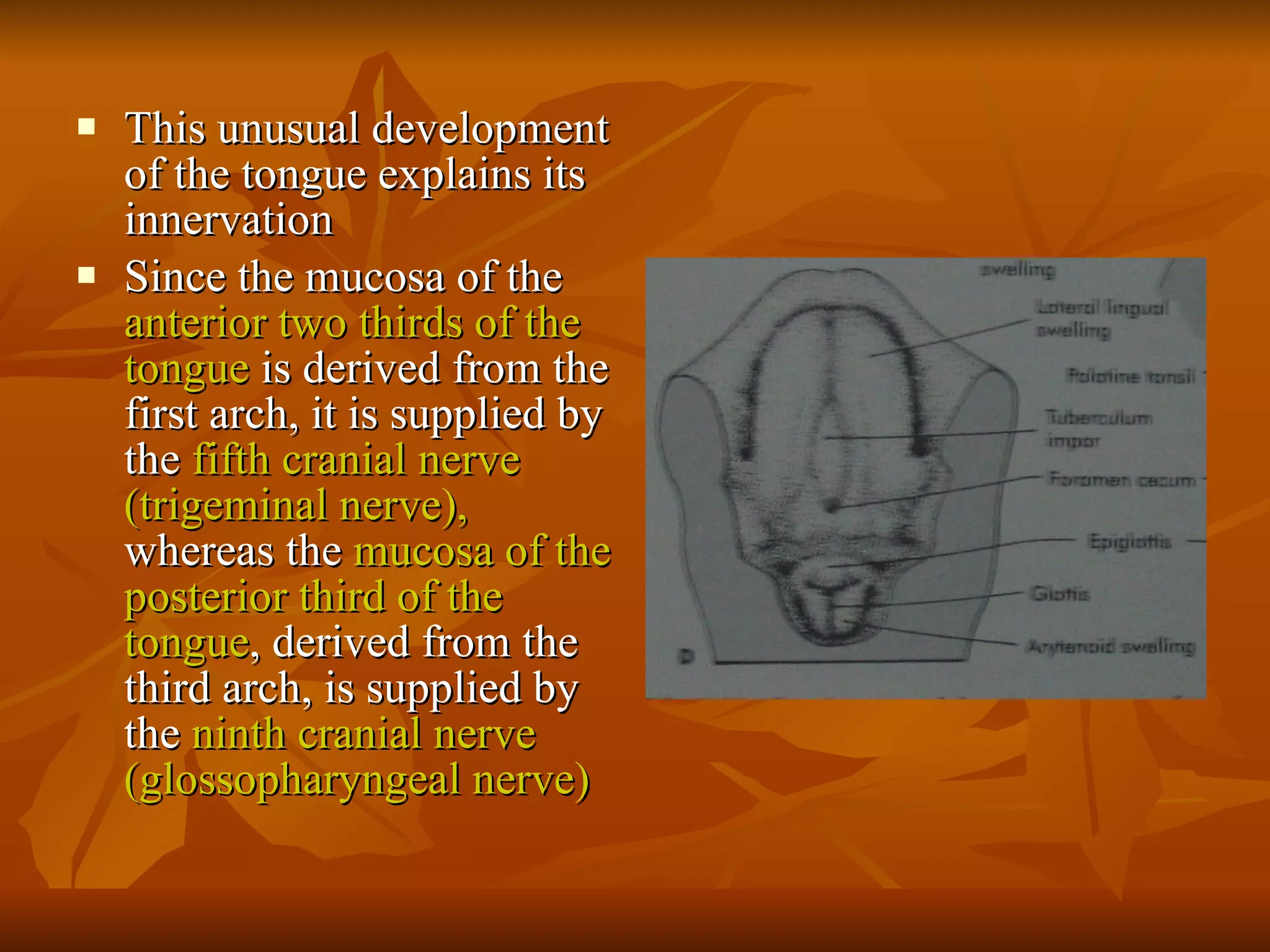 This unusual development of the tongue explains its innervation Since the mucosa of the  anterior two thirds of the tongue  is derived from the first arch, it is supplied by the  fifth cranial nerve (trigeminal nerve),  whereas the  mucosa of the posterior third of the tongue , derived from the third arch, is supplied by the  ninth cranial nerve (glossopharyngeal nerve) 