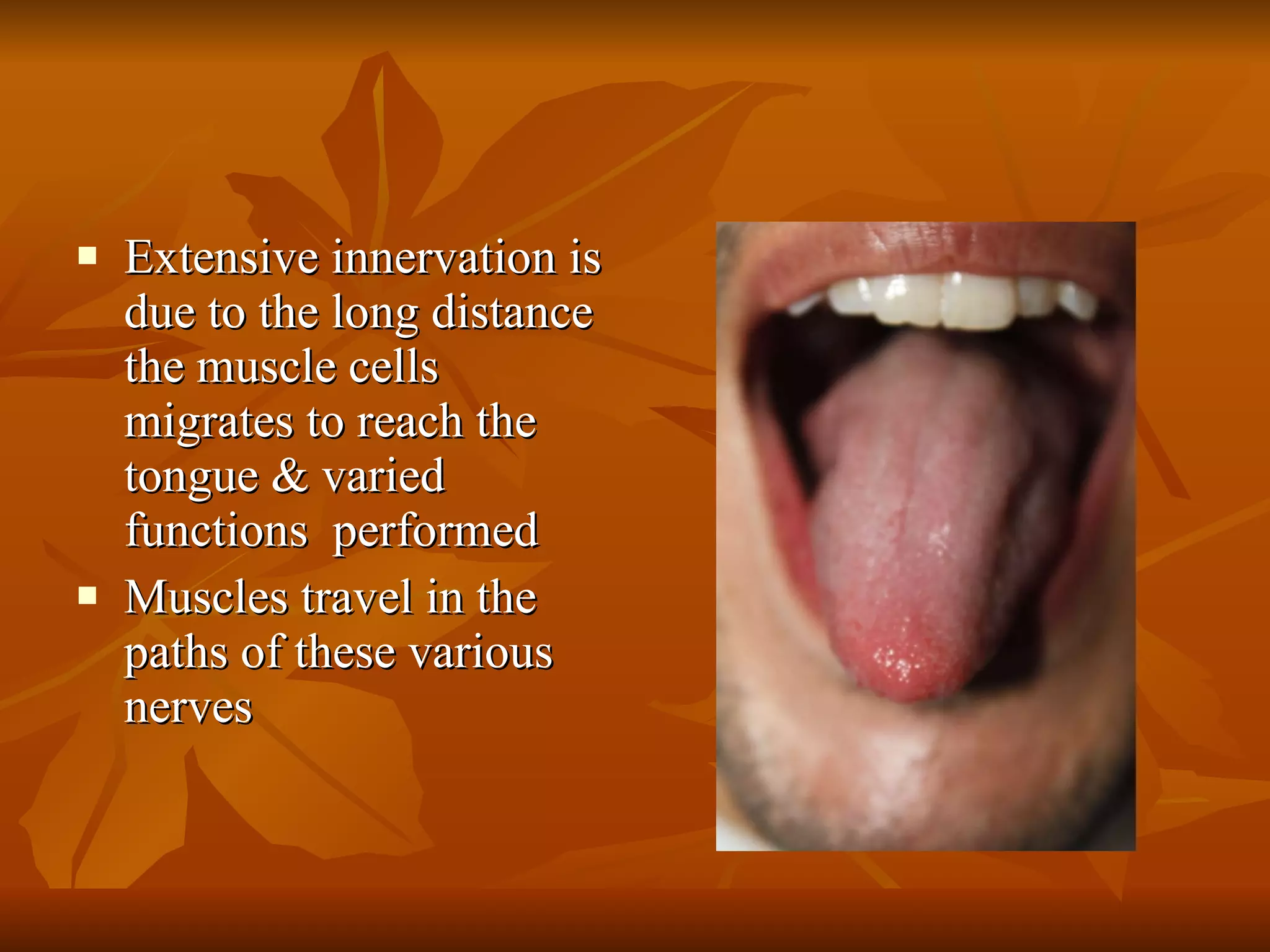 Extensive innervation is due to the long distance the muscle cells migrates to reach the tongue & varied functions  performed Muscles travel in the paths of these various nerves 