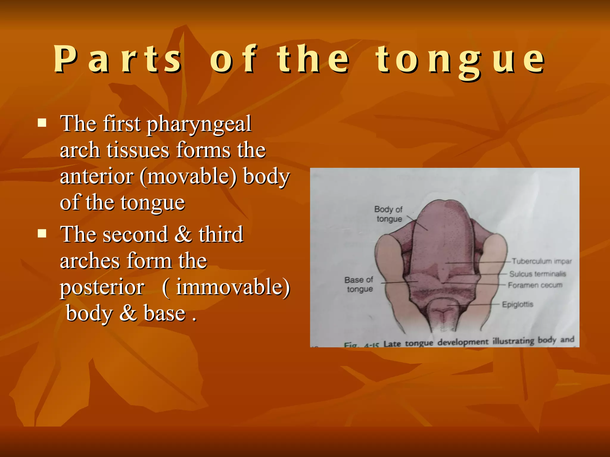 Parts of the tongue The first pharyngeal arch tissues forms the anterior (movable) body of the tongue The second & third arches form the posterior  ( immovable)  body & base . 