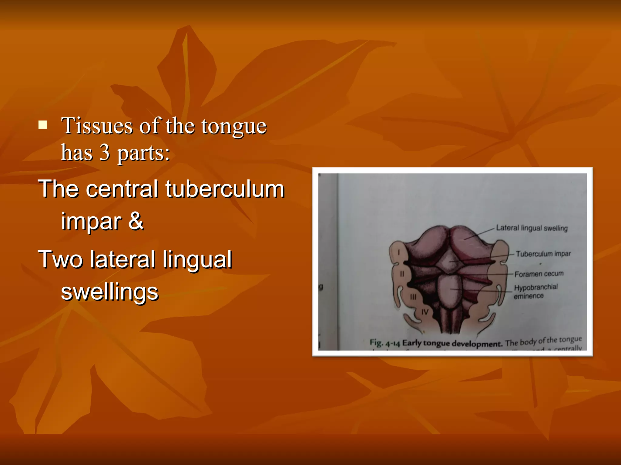 Tissues of the tongue has 3 parts: The central tuberculum impar &  Two lateral lingual swellings 