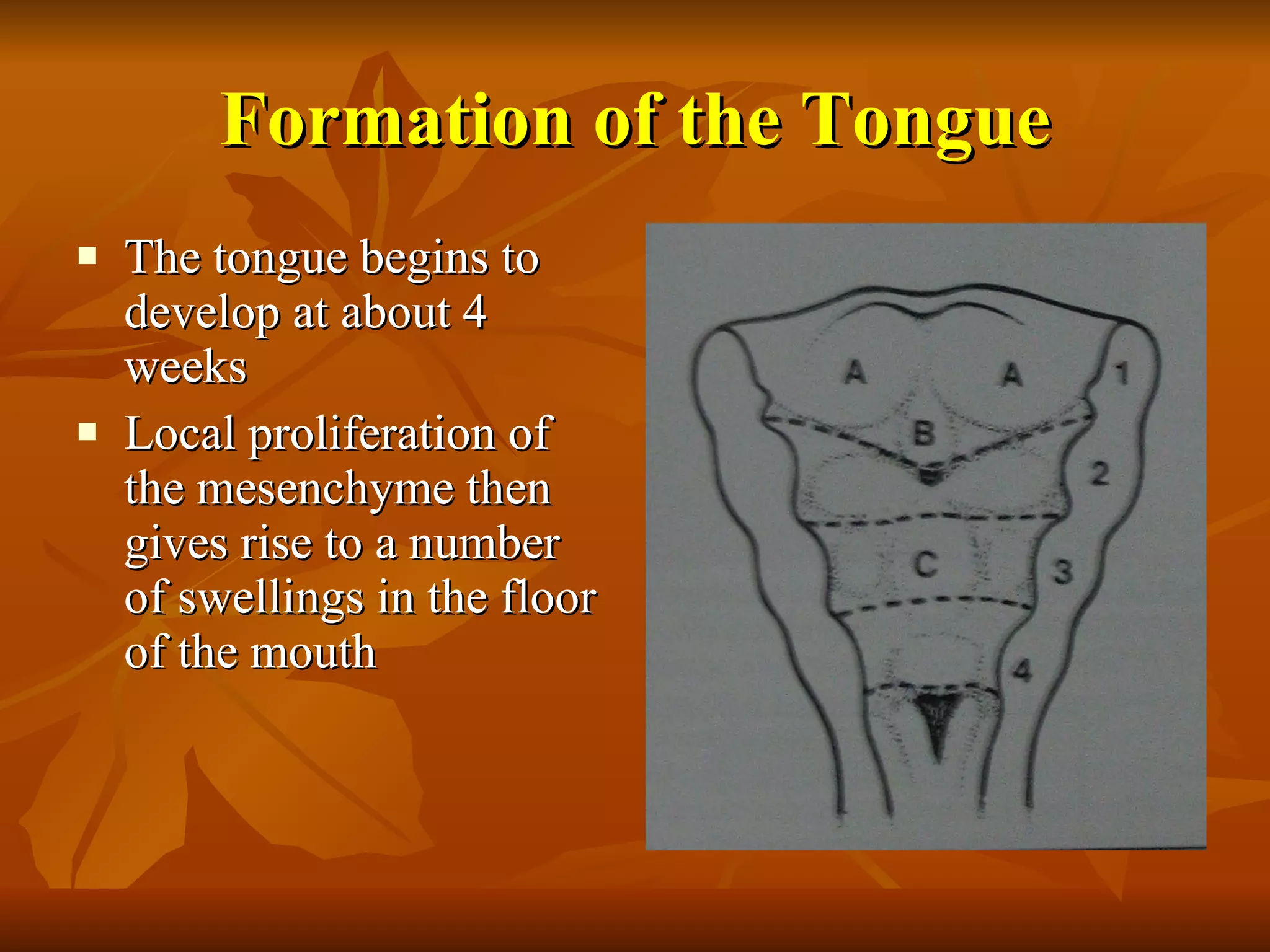 Formation of the Tongue The tongue begins to develop at about 4 weeks Local proliferation of the mesenchyme then gives rise to a number of swellings in the floor of the mouth 