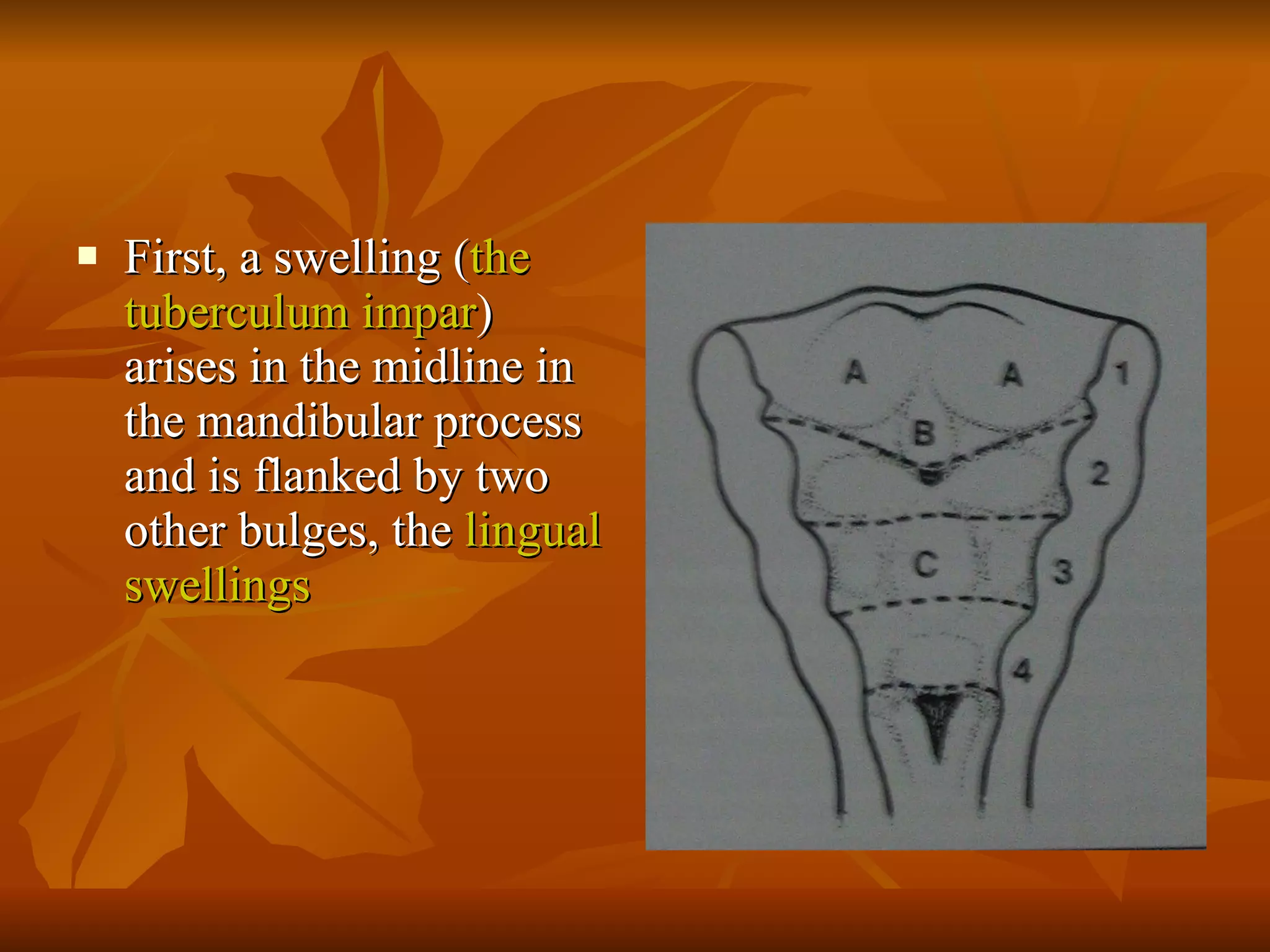 First, a swelling ( the tuberculum impar ) arises in the midline in the mandibular process and is flanked by two other bulges, the  lingual swellings 