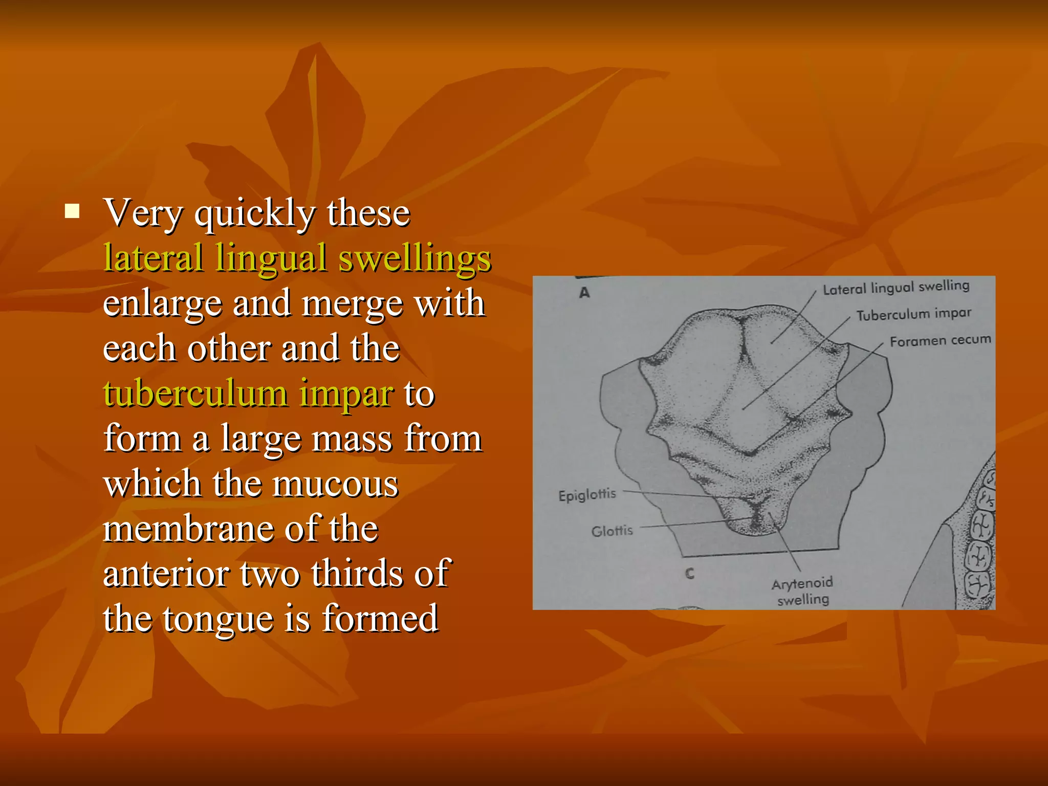 Very quickly these  lateral lingual swellings  enlarge and merge with each other and the  tuberculum impar  to form a large mass from which the mucous membrane of the anterior two thirds of the tongue is formed 