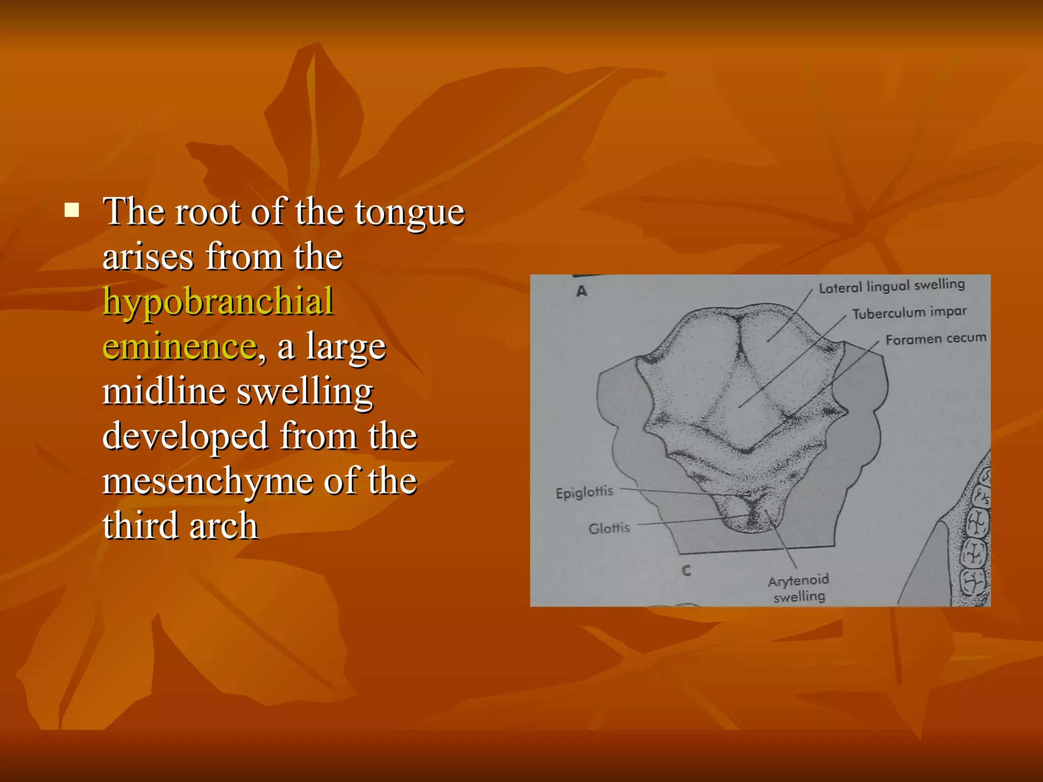 The root of the tongue arises from the  hypobranchial eminence , a large midline swelling developed from the mesenchyme of the third arch 