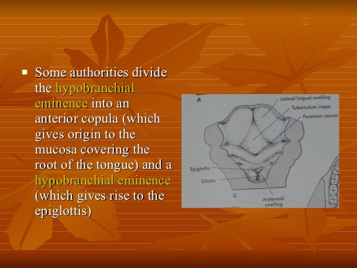 Development of the tongue