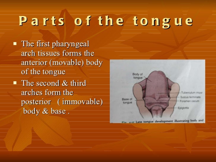 development of the tongue how do arches form