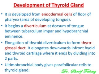Development of Thyroid Gland
• It is developed from endodermal cells of floor of
pharynx (area of developing tongue).
• It begins a diverticulum at dorsum of tongue
between tuberculum impar and hypobranchial
eminence.
• Elongation of thyroid diverticulum to form thyro-
glossal duct. It elongates downwards infront hyoid
and thyroid cartilage where it ends by dividing into
2 parts.
• Ultimobranchial body gives parafollicular cells to
thyroid gland. Dr. Sherif Fahmy
 