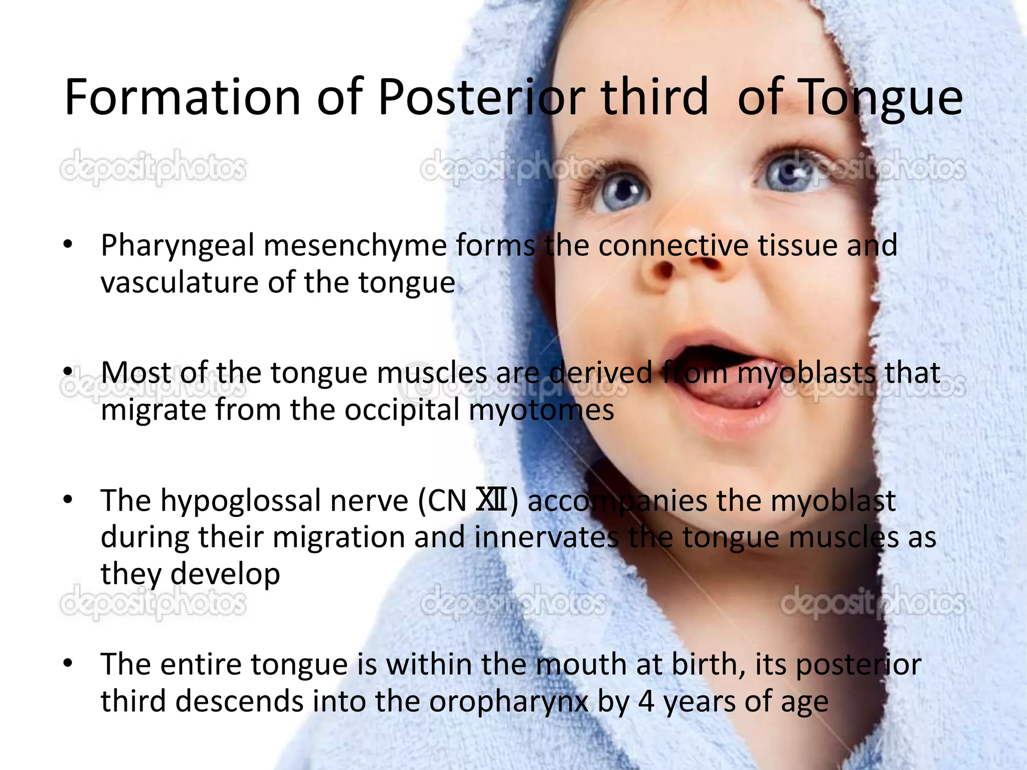 Formation of Posterior third of Tongue
• Pharyngeal mesenchyme forms the connective tissue and
vasculature of the tongue
• Most of the tongue muscles are derived from myoblasts that
migrate from the occipital myotomes
• The hypoglossal nerve (CN Ⅻ) accompanies the myoblast
during their migration and innervates the tongue muscles as
they develop
• The entire tongue is within the mouth at birth, its posterior
third descends into the oropharynx by 4 years of age
 