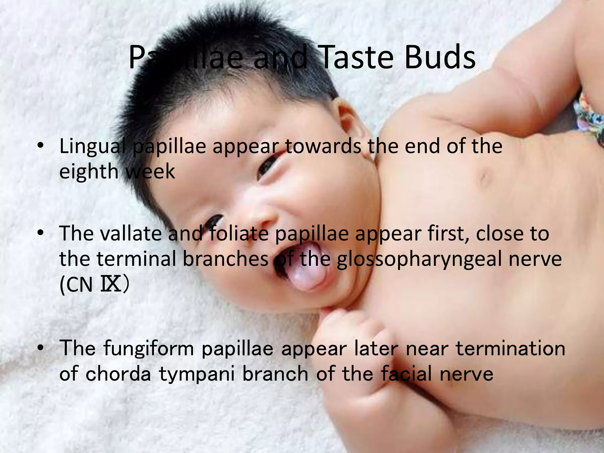 Papillae and Taste Buds
• Lingual papillae appear towards the end of the
eighth week
• The vallate and foliate papillae appear first, close to
the terminal branches of the glossopharyngeal nerve
(CN Ⅸ)
• The fungiform papillae appear later near termination
of chorda tympani branch of the facial nerve
 