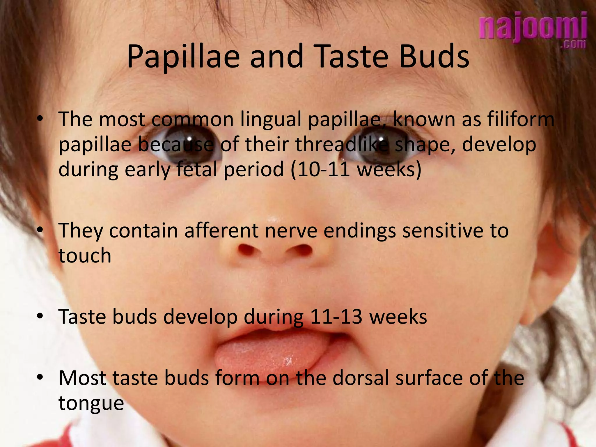 Papillae and Taste Buds
• The most common lingual papillae, known as filiform
papillae because of their threadlike shape, develop
during early fetal period (10-11 weeks)
• They contain afferent nerve endings sensitive to
touch
• Taste buds develop during 11-13 weeks
• Most taste buds form on the dorsal surface of the
tongue
 