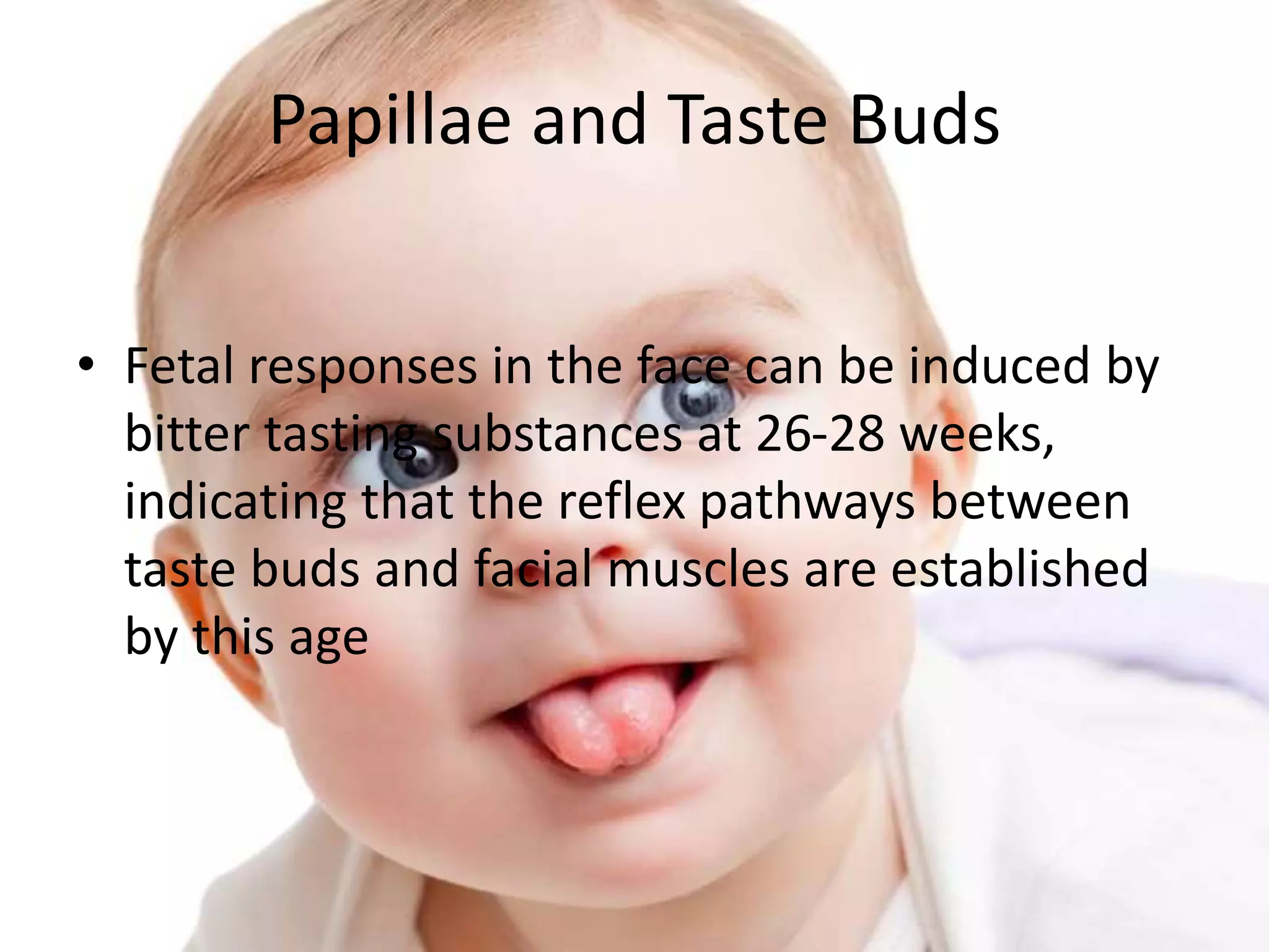 Papillae and Taste Buds
• Fetal responses in the face can be induced by
bitter tasting substances at 26-28 weeks,
indicating that the reflex pathways between
taste buds and facial muscles are established
by this age
 