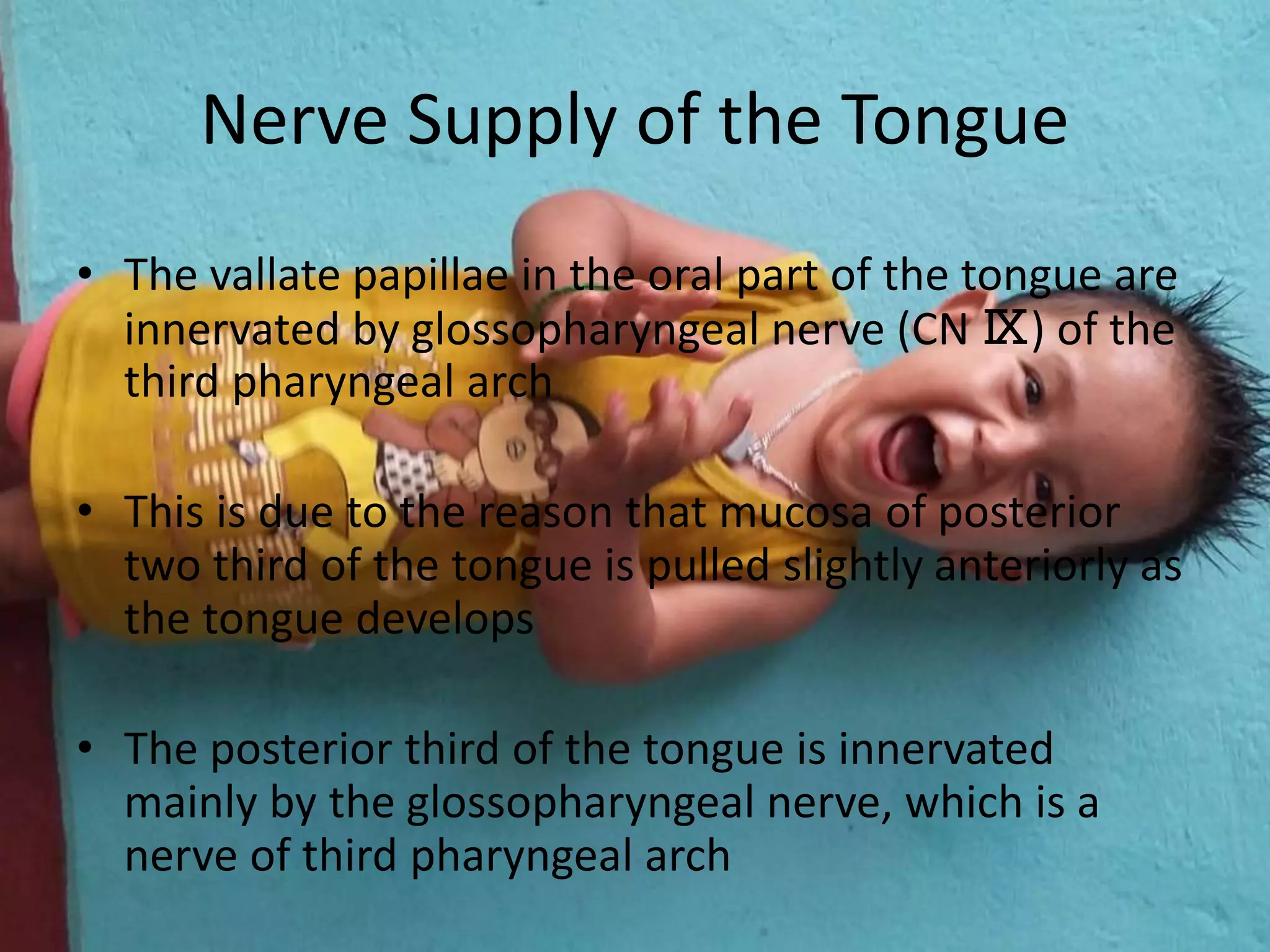 Nerve Supply of the Tongue
• The vallate papillae in the oral part of the tongue are
innervated by glossopharyngeal nerve (CN Ⅸ) of the
third pharyngeal arch
• This is due to the reason that mucosa of posterior
two third of the tongue is pulled slightly anteriorly as
the tongue develops
• The posterior third of the tongue is innervated
mainly by the glossopharyngeal nerve, which is a
nerve of third pharyngeal arch
 
