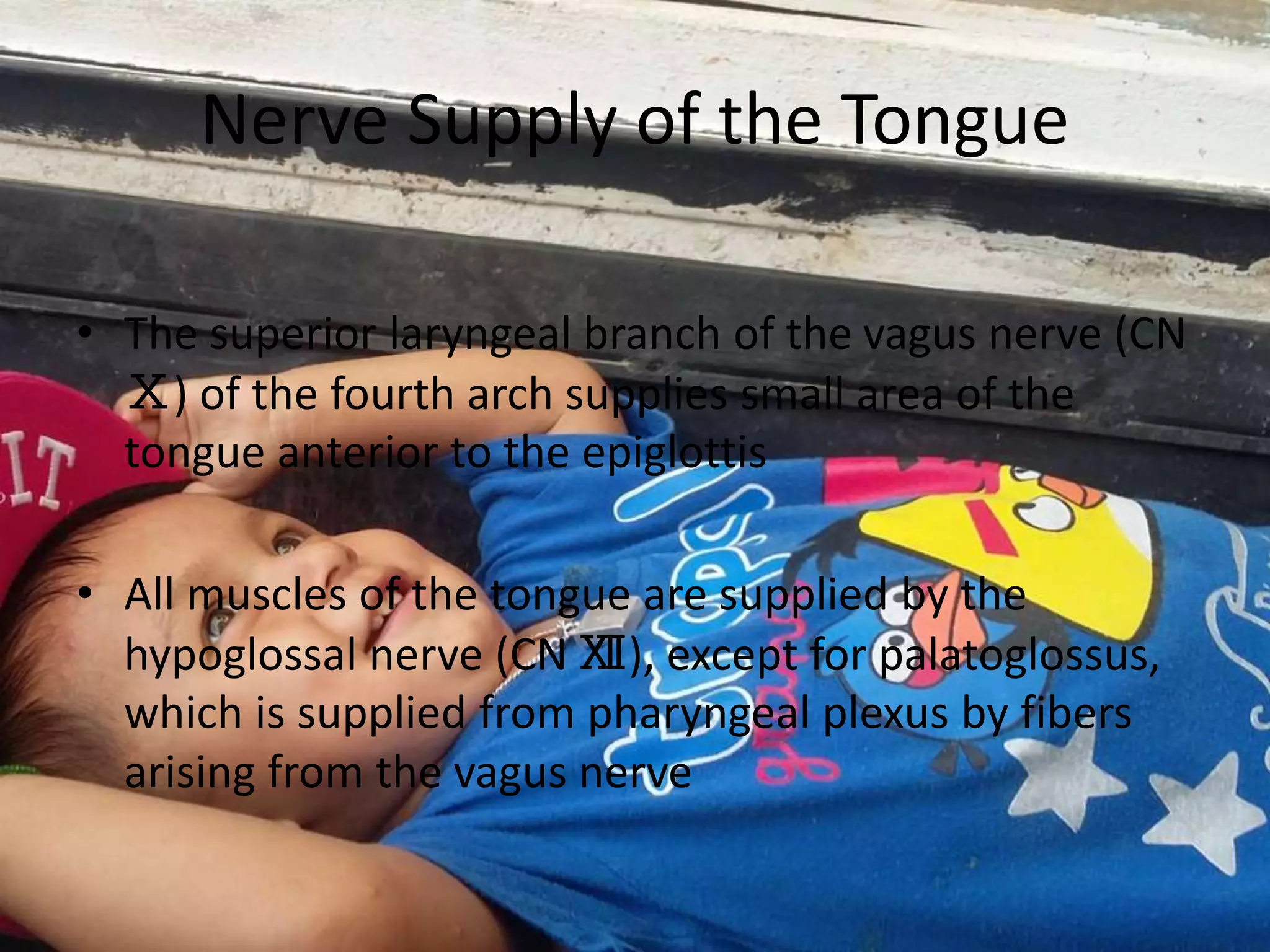 Nerve Supply of the Tongue
• The superior laryngeal branch of the vagus nerve (CN
Ⅹ) of the fourth arch supplies small area of the
tongue anterior to the epiglottis
• All muscles of the tongue are supplied by the
hypoglossal nerve (CN Ⅻ), except for palatoglossus,
which is supplied from pharyngeal plexus by fibers
arising from the vagus nerve
 