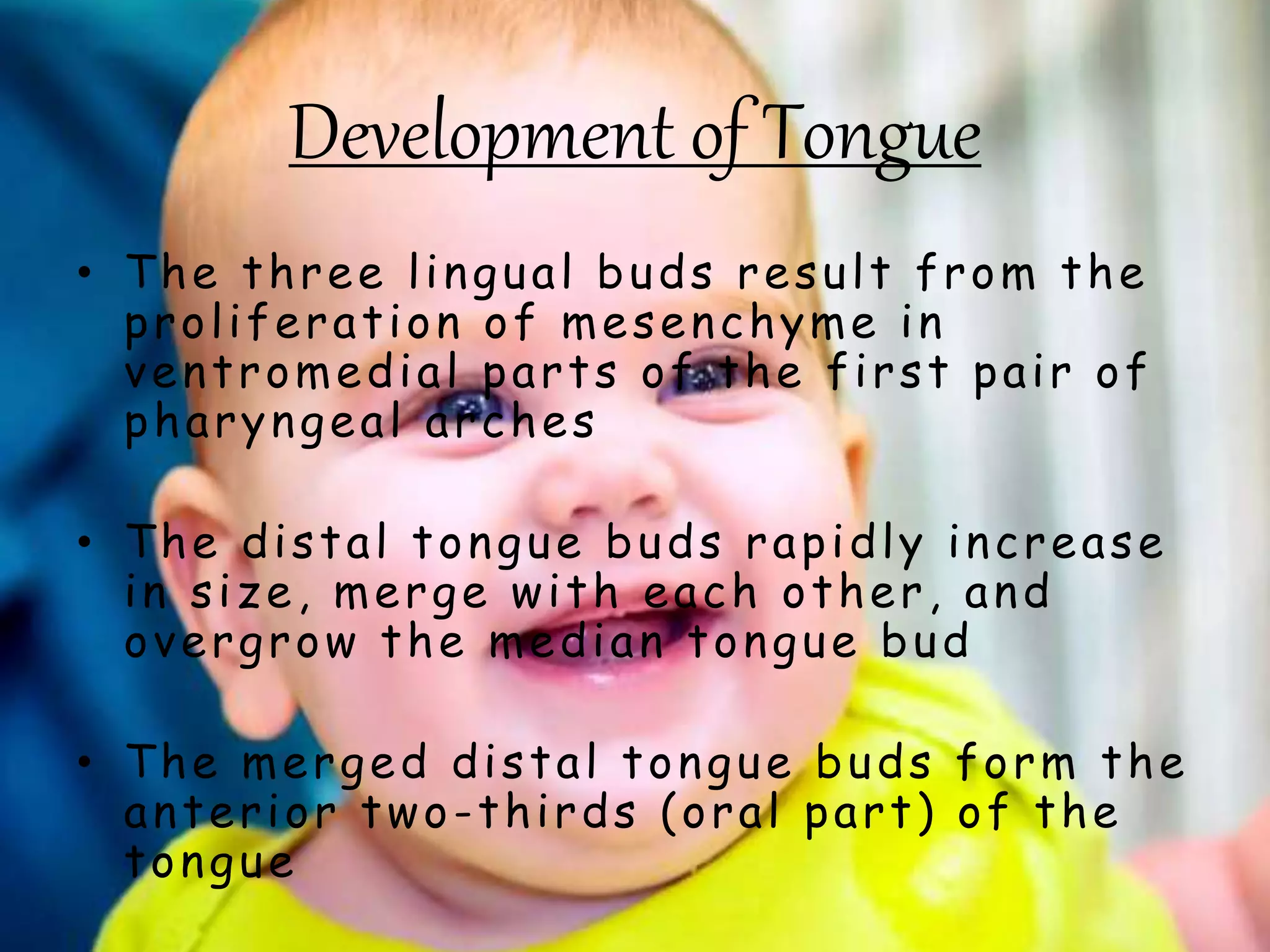 Development of Tongue
• The three lingual buds result from the
proliferation of mesenchyme in
ventromedial parts of the first pair of
pharyngeal arches
• The distal tongue buds rapidly increase
in size, merge with each other, and
overgrow the median tongue bud
• The merged distal tongue buds form the
anterior two-thirds (oral part) of the
tongue
 