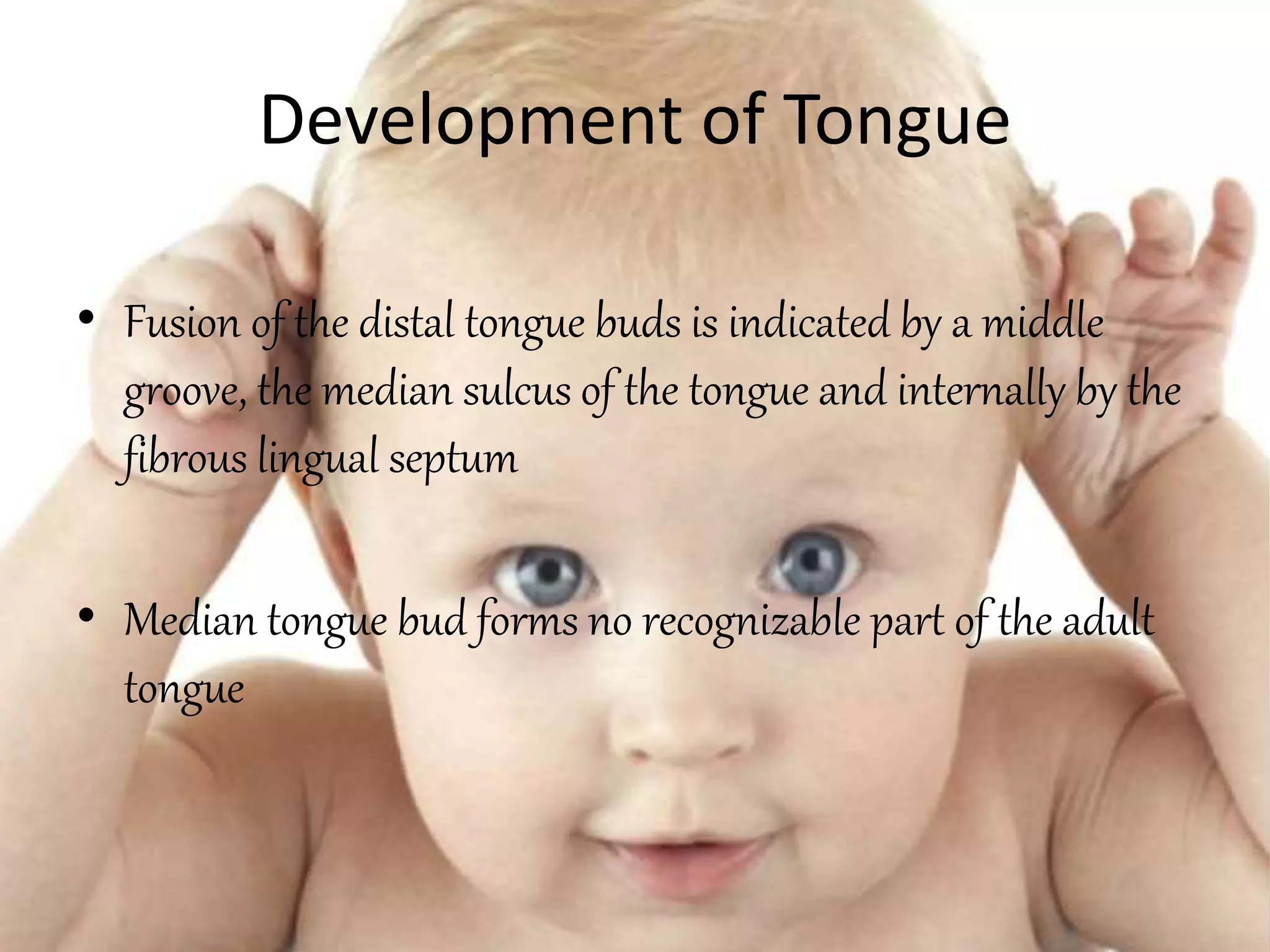 Development of Tongue
• Fusion of the distal tongue buds is indicated by a middle
groove, the median sulcus of the tongue and internally by the
fibrous lingual septum
• Median tongue bud forms no recognizable part of the adult
tongue
 