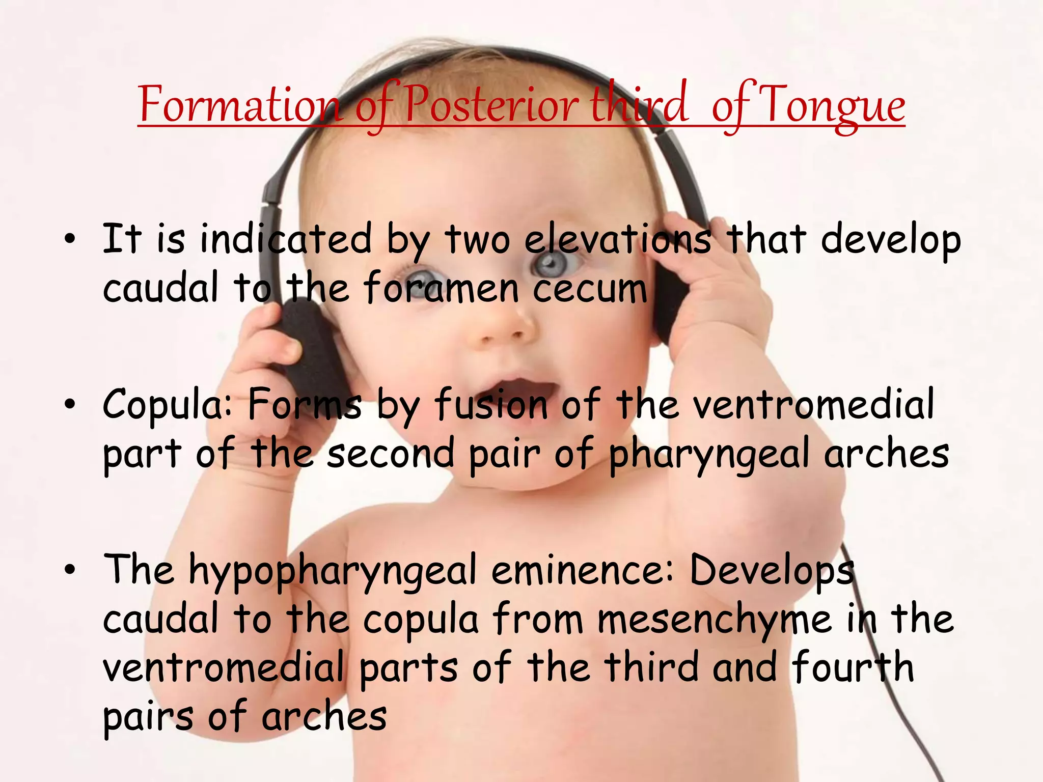 Formation of Posterior third of Tongue
• It is indicated by two elevations that develop
caudal to the foramen cecum
• Copula: Forms by fusion of the ventromedial
part of the second pair of pharyngeal arches
• The hypopharyngeal eminence: Develops
caudal to the copula from mesenchyme in the
ventromedial parts of the third and fourth
pairs of arches
 