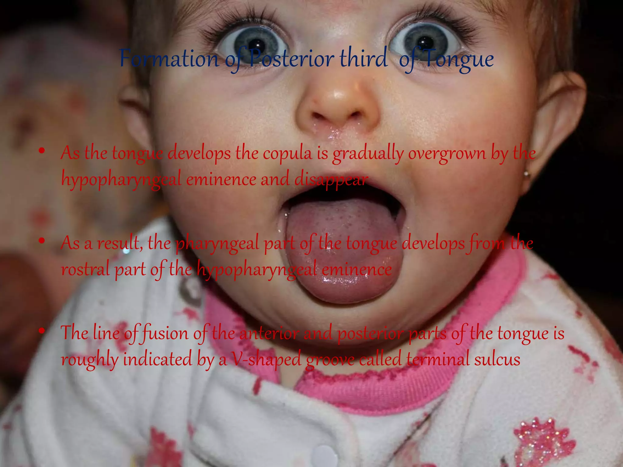 Formation of Posterior third of Tongue
• As the tongue develops the copula is gradually overgrown by the
hypopharyngeal eminence and disappear
• As a result, the pharyngeal part of the tongue develops from the
rostral part of the hypopharyngeal eminence
• The line of fusion of the anterior and posterior parts of the tongue is
roughly indicated by a V-shaped groove called terminal sulcus
 