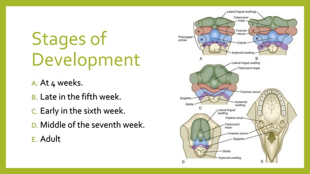 Development of tongue | PPTX