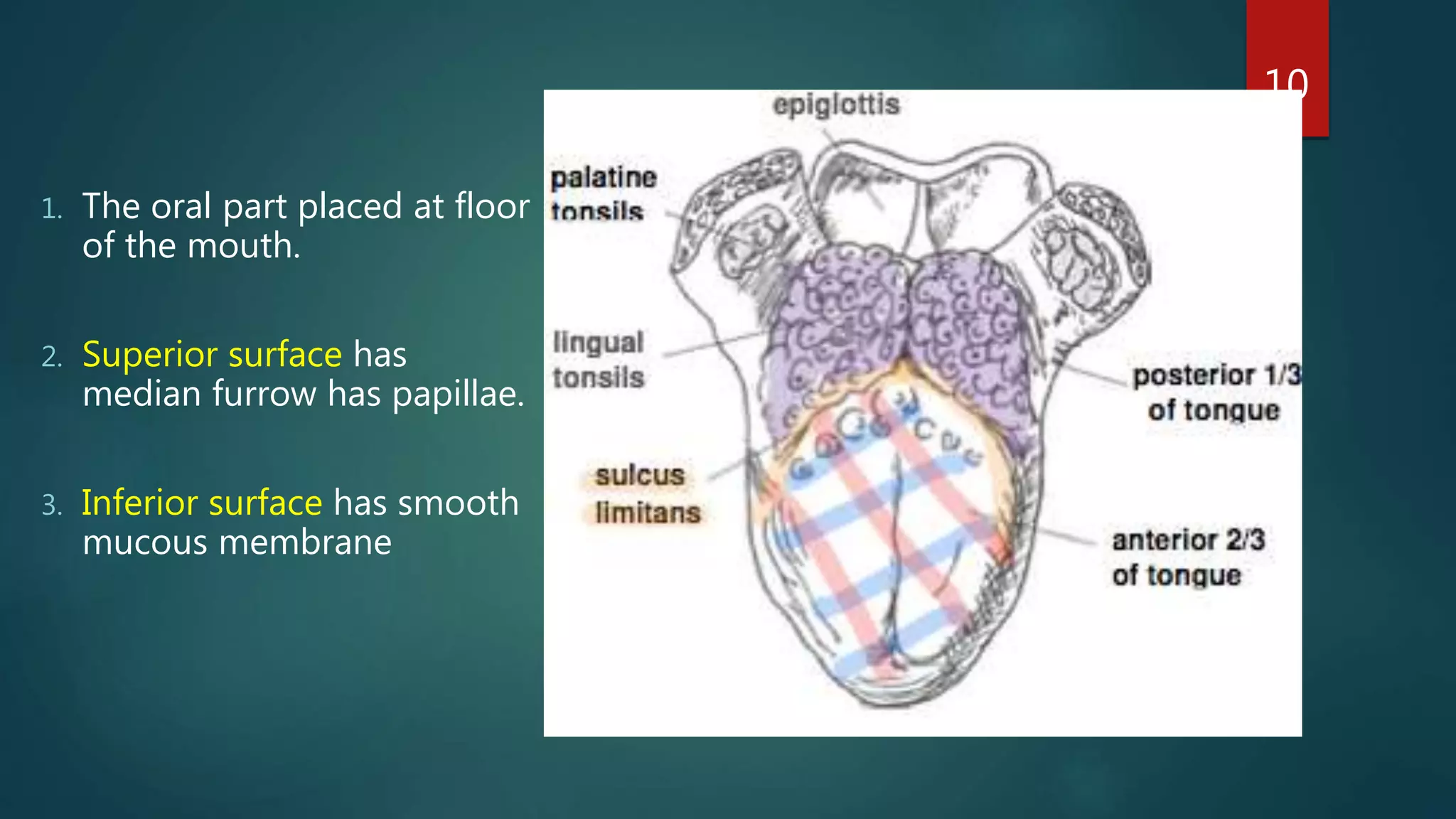 1. The oral part placed at floor
of the mouth.
2. Superior surface has
median furrow has papillae.
3. Inferior surface has smooth
mucous membrane
10
 