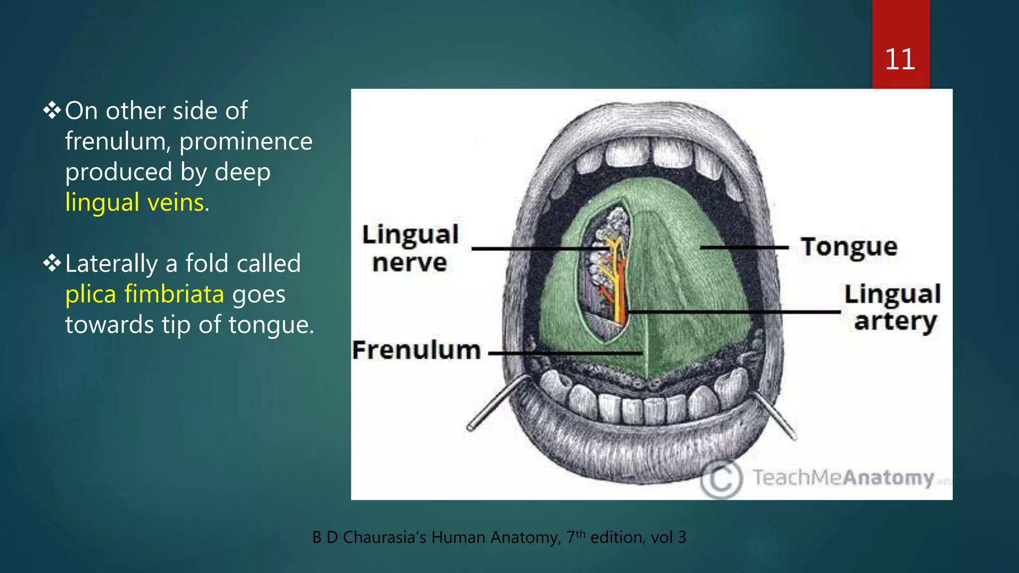 11
B D Chaurasia’s Human Anatomy, 7th edition, vol 3
On other side of
frenulum, prominence
produced by deep
lingual veins.
Laterally a fold called
plica fimbriata goes
towards tip of tongue.
 