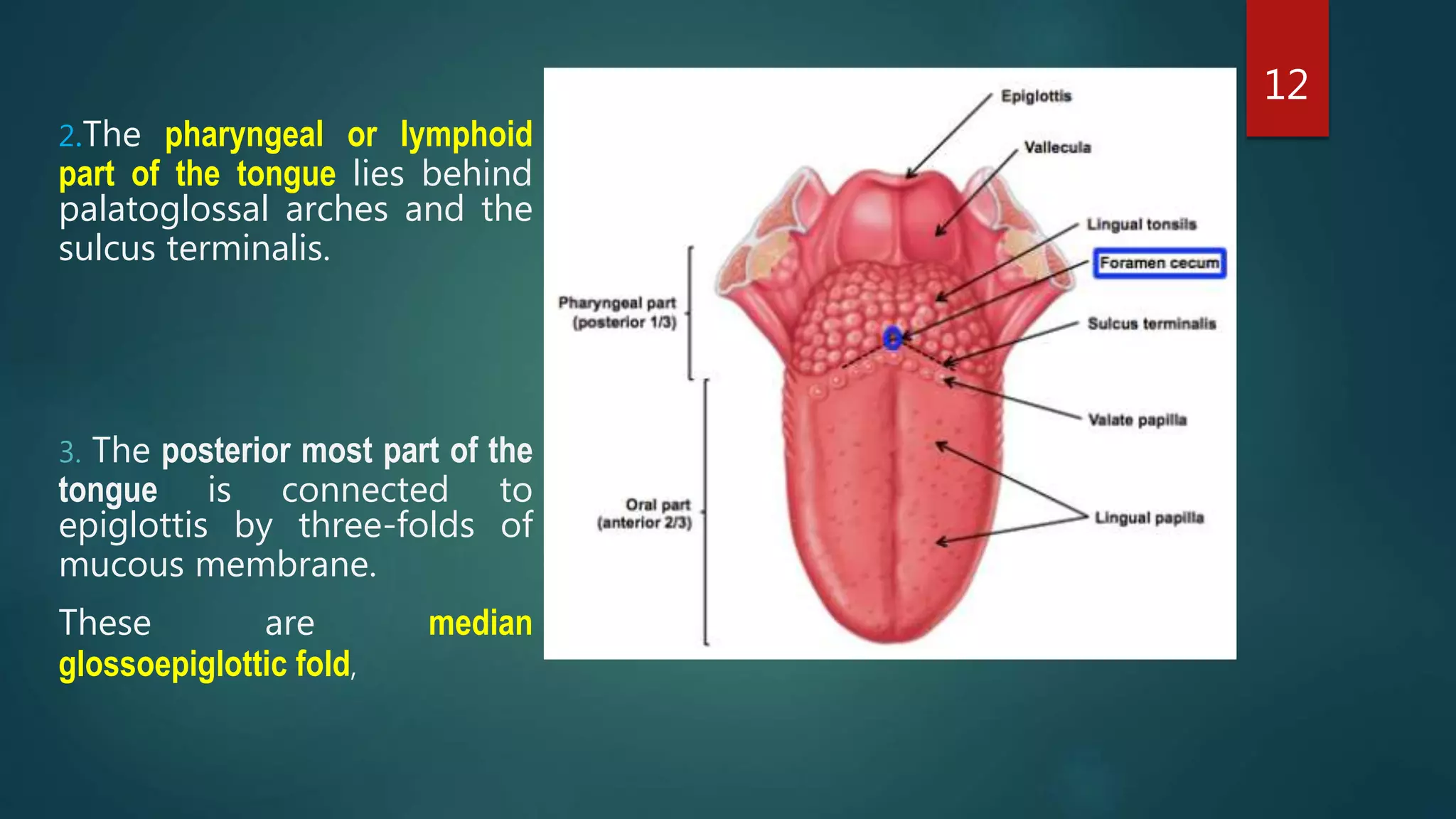 2.The pharyngeal or lymphoid
part of the tongue lies behind
palatoglossal arches and the
sulcus terminalis.
3. The posterior most part of the
tongue is connected to
epiglottis by three-folds of
mucous membrane.
These are median
glossoepiglottic fold,
12
 