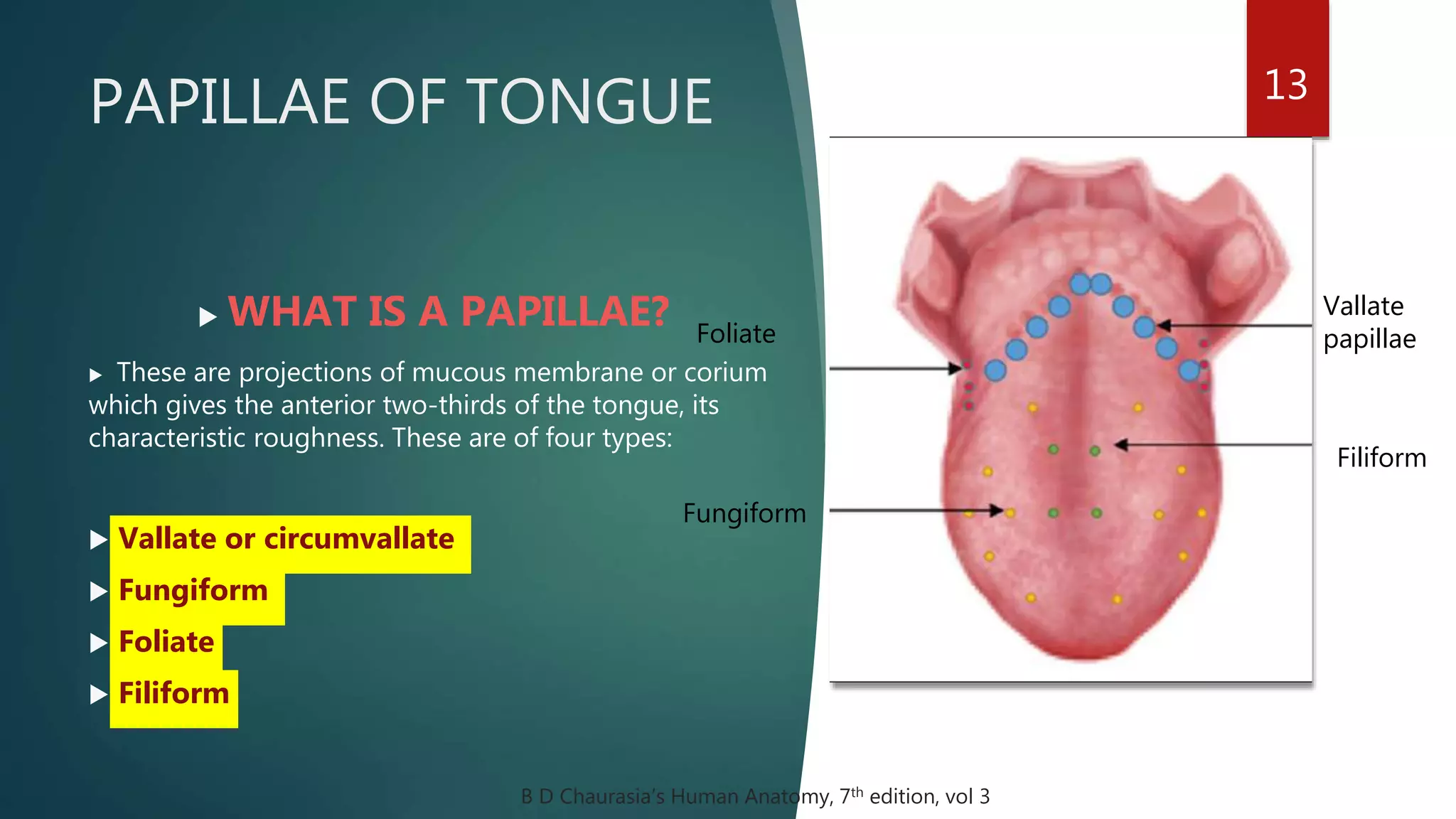 PAPILLAE OF TONGUE 13
 WHAT IS A PAPILLAE?
 These are projections of mucous membrane or corium
which gives the anterior two-thirds of the tongue, its
characteristic roughness. These are of four types:
 Vallate or circumvallate
 Fungiform
 Foliate
 Filiform
B D Chaurasia’s Human Anatomy, 7th edition, vol 3
Vallate
papillaeFoliate
Fungiform
Filiform
 