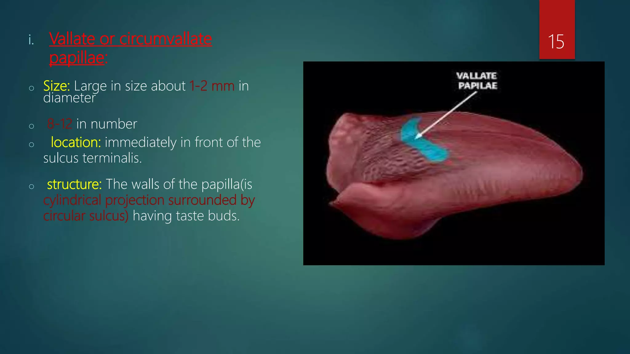i. Vallate or circumvallate
papillae:
o Size: Large in size about 1-2 mm in
diameter
o 8-12 in number
o location: immediately in front of the
sulcus terminalis.
o structure: The walls of the papilla(is
cylindrical projection surrounded by
circular sulcus) having taste buds.
15
 