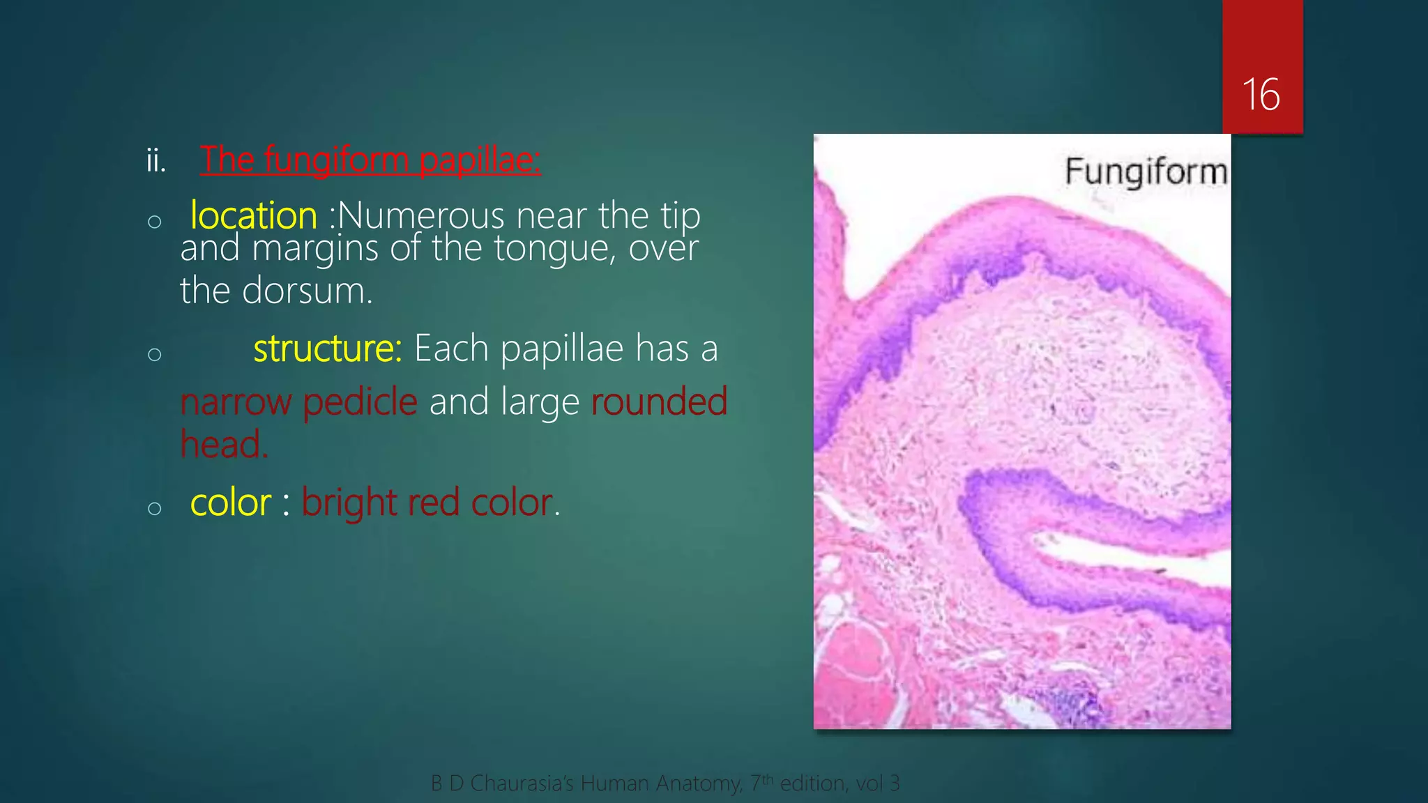 ii. The fungiform papillae:
o location :Numerous near the tip
and margins of the tongue, over
the dorsum.
o structure: Each papillae has a
narrow pedicle and large rounded
head.
o color : bright red color.
16
B D Chaurasia’s Human Anatomy, 7th edition, vol 3
 