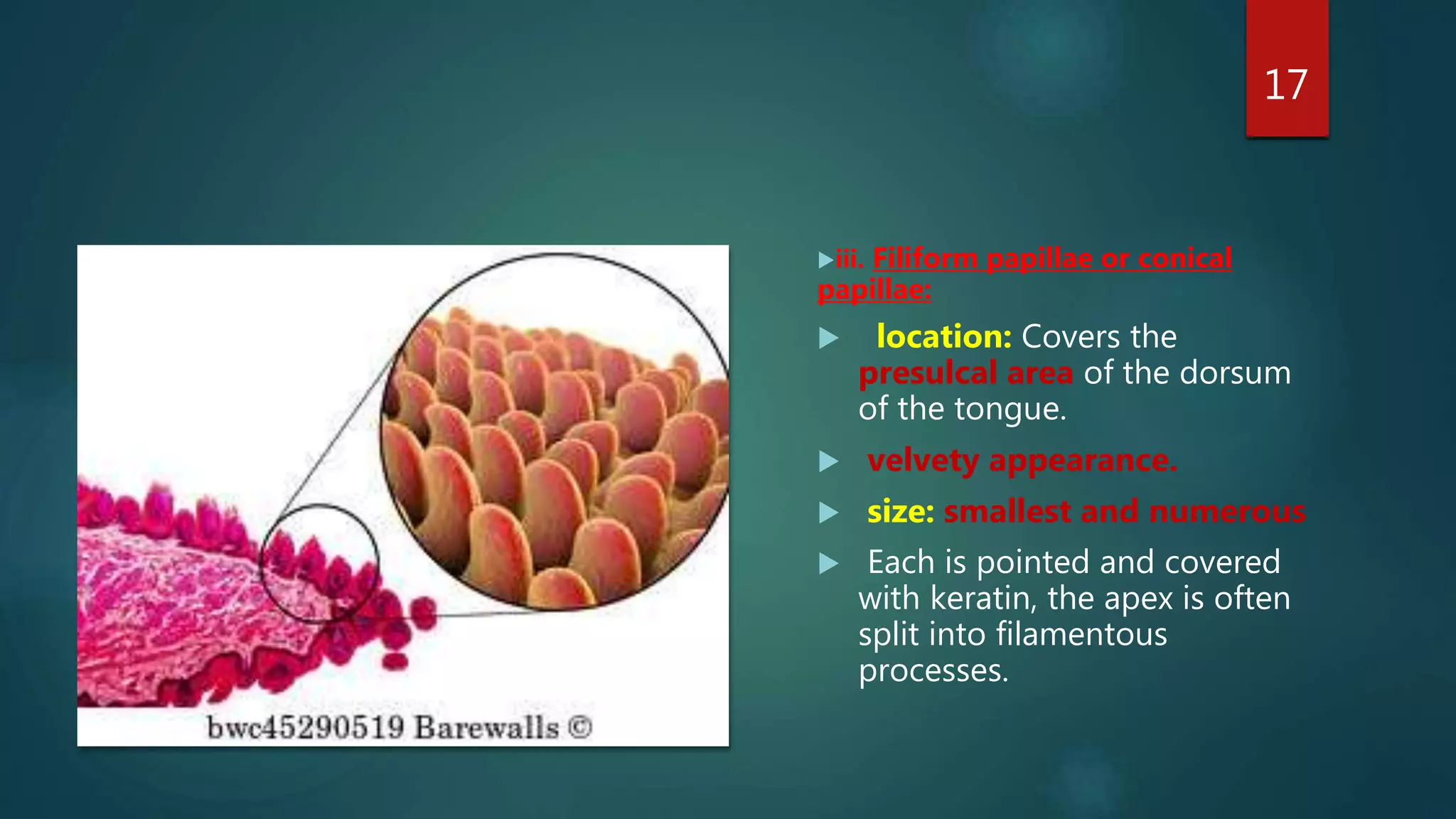 17
iii. Filiform papillae or conical
papillae:
 location: Covers the
presulcal area of the dorsum
of the tongue.
 velvety appearance.
 size: smallest and numerous
 Each is pointed and covered
with keratin, the apex is often
split into filamentous
processes.
 