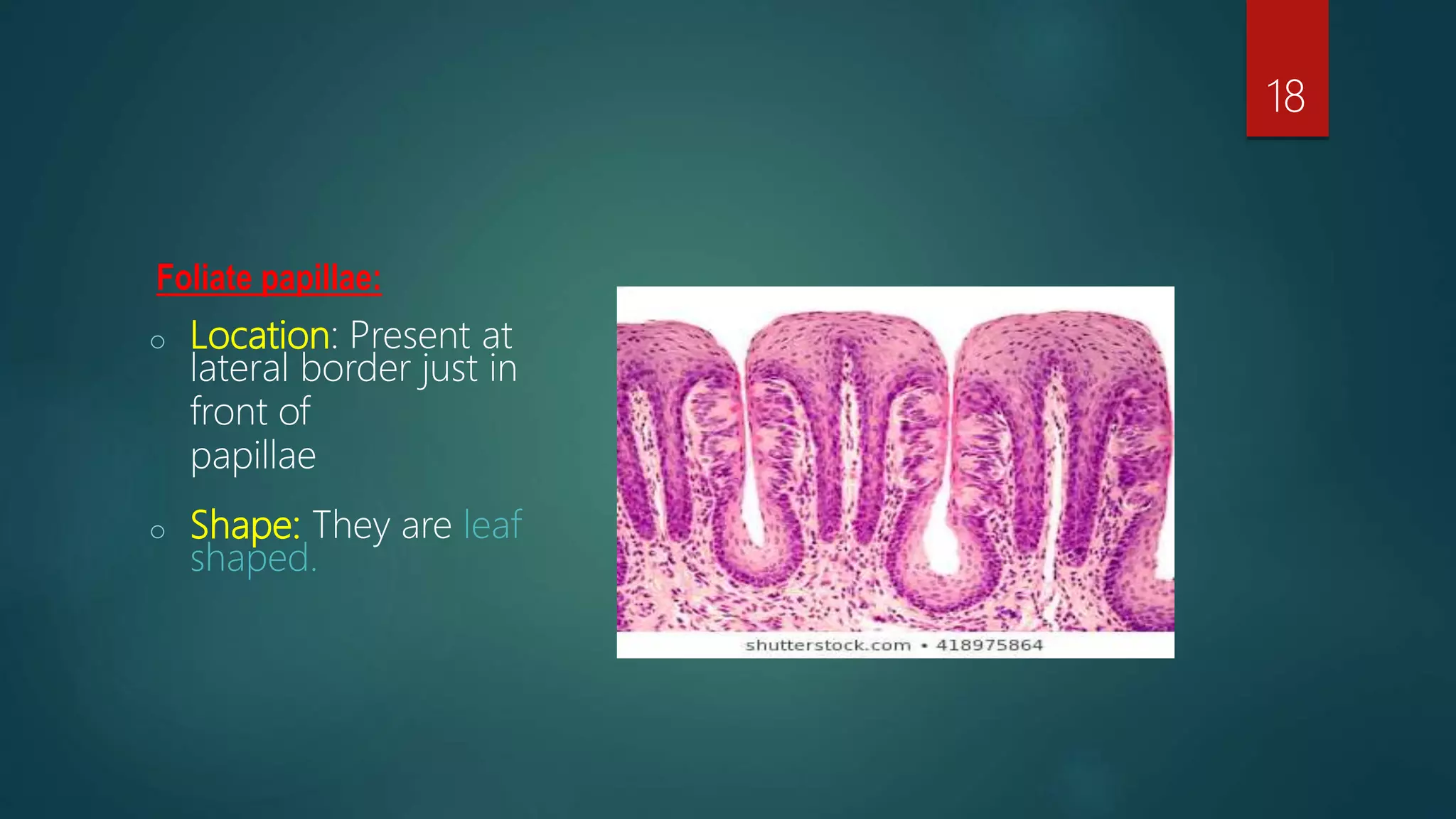 Foliate papillae:
o Location: Present at
lateral border just in
front of
papillae
o Shape: They are leaf
shaped.
18
 