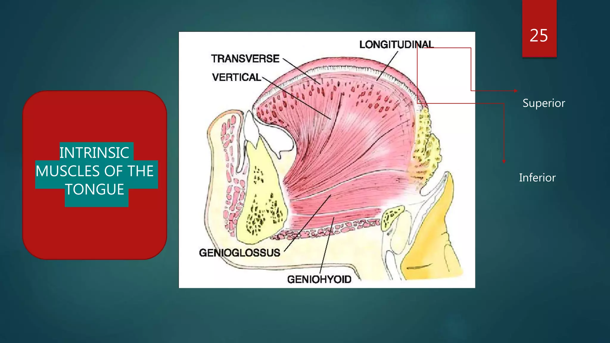 25
INTRINSIC
MUSCLES OF THE
TONGUE
Superior
Inferior
 