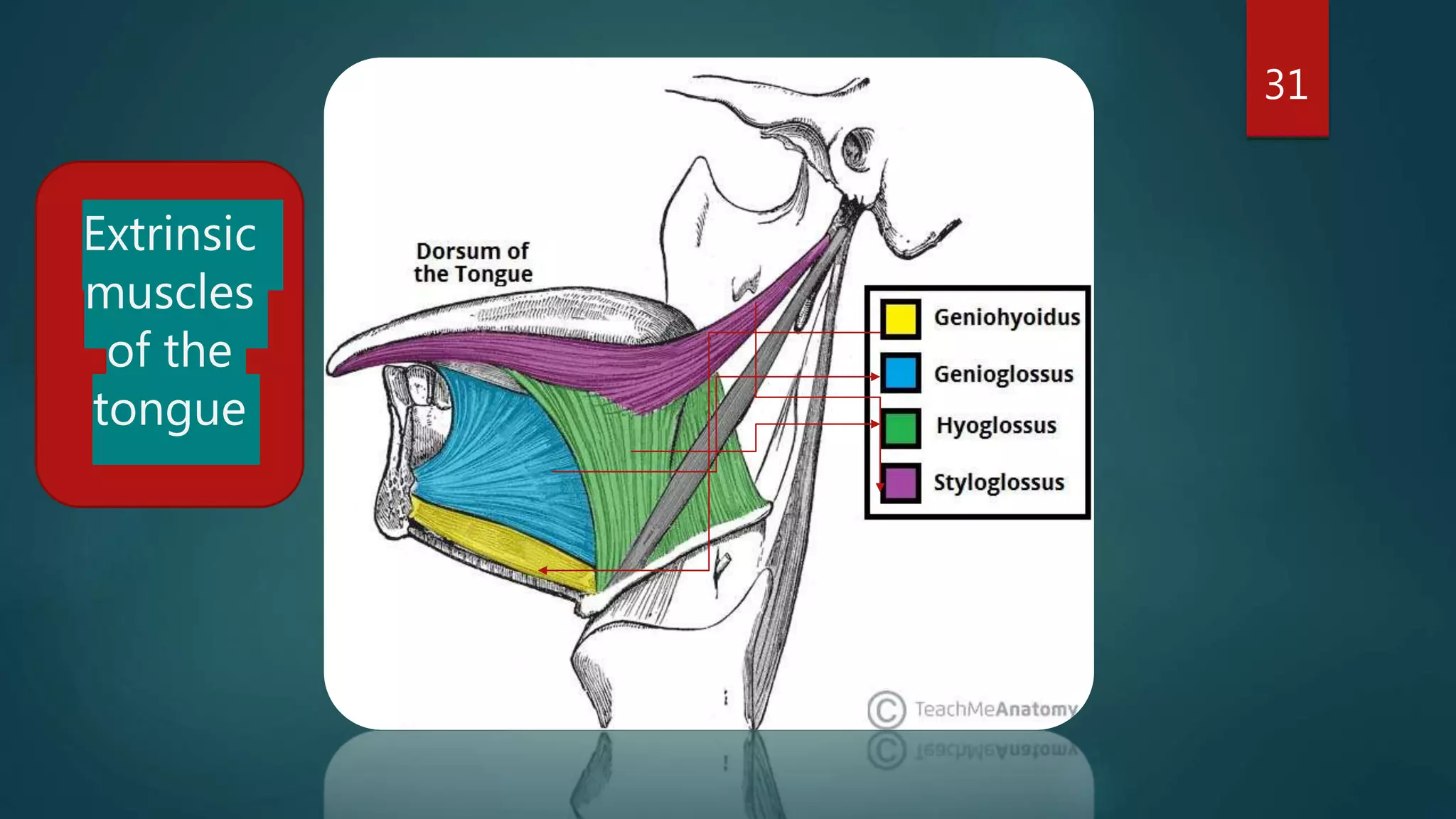 31
Extrinsic
muscles
of the
tongue
 