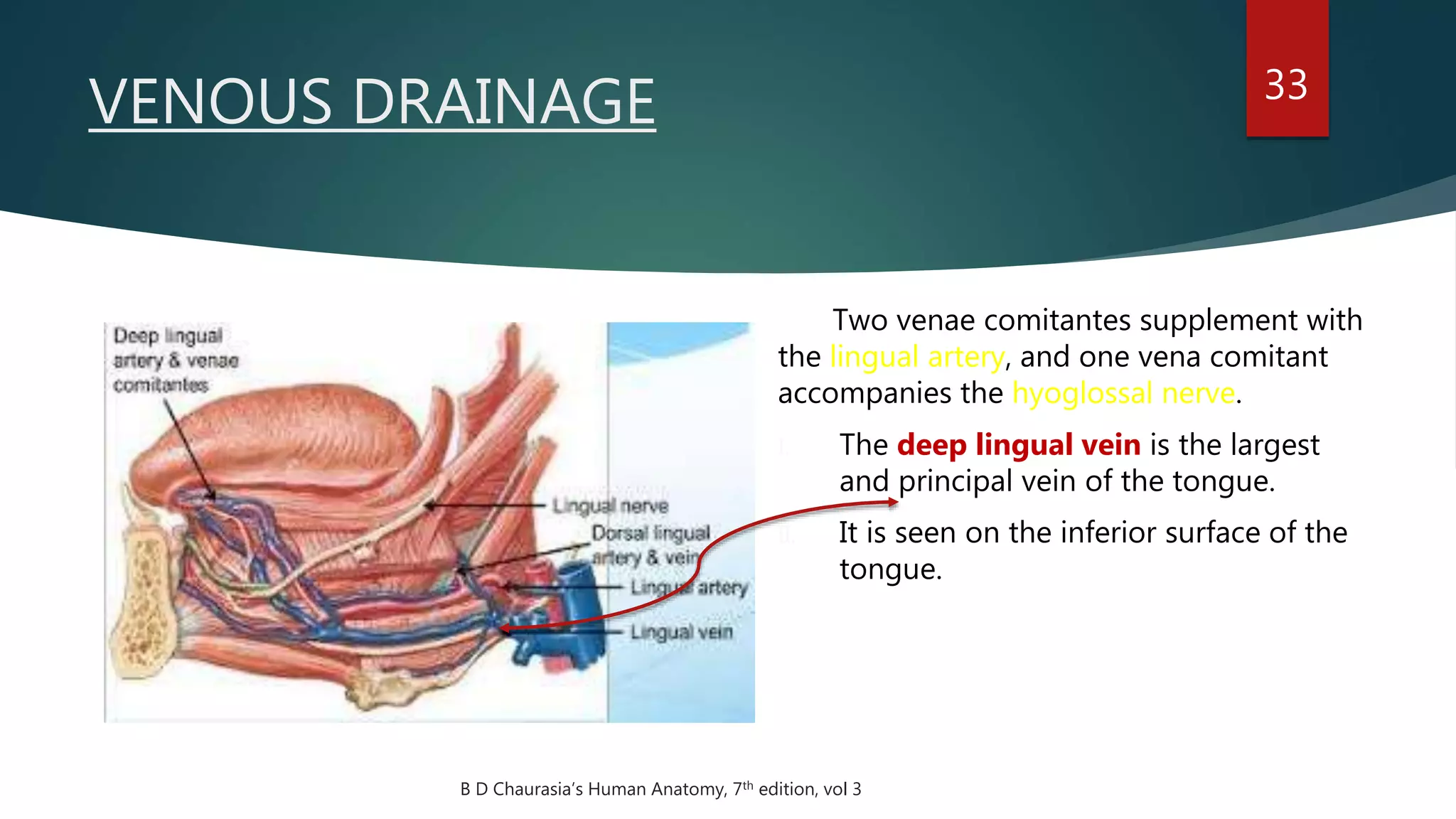 VENOUS DRAINAGE 33
Two venae comitantes supplement with
the lingual artery, and one vena comitant
accompanies the hyoglossal nerve.
I. The deep lingual vein is the largest
and principal vein of the tongue.
II. It is seen on the inferior surface of the
tongue.
B D Chaurasia’s Human Anatomy, 7th edition, vol 3
 