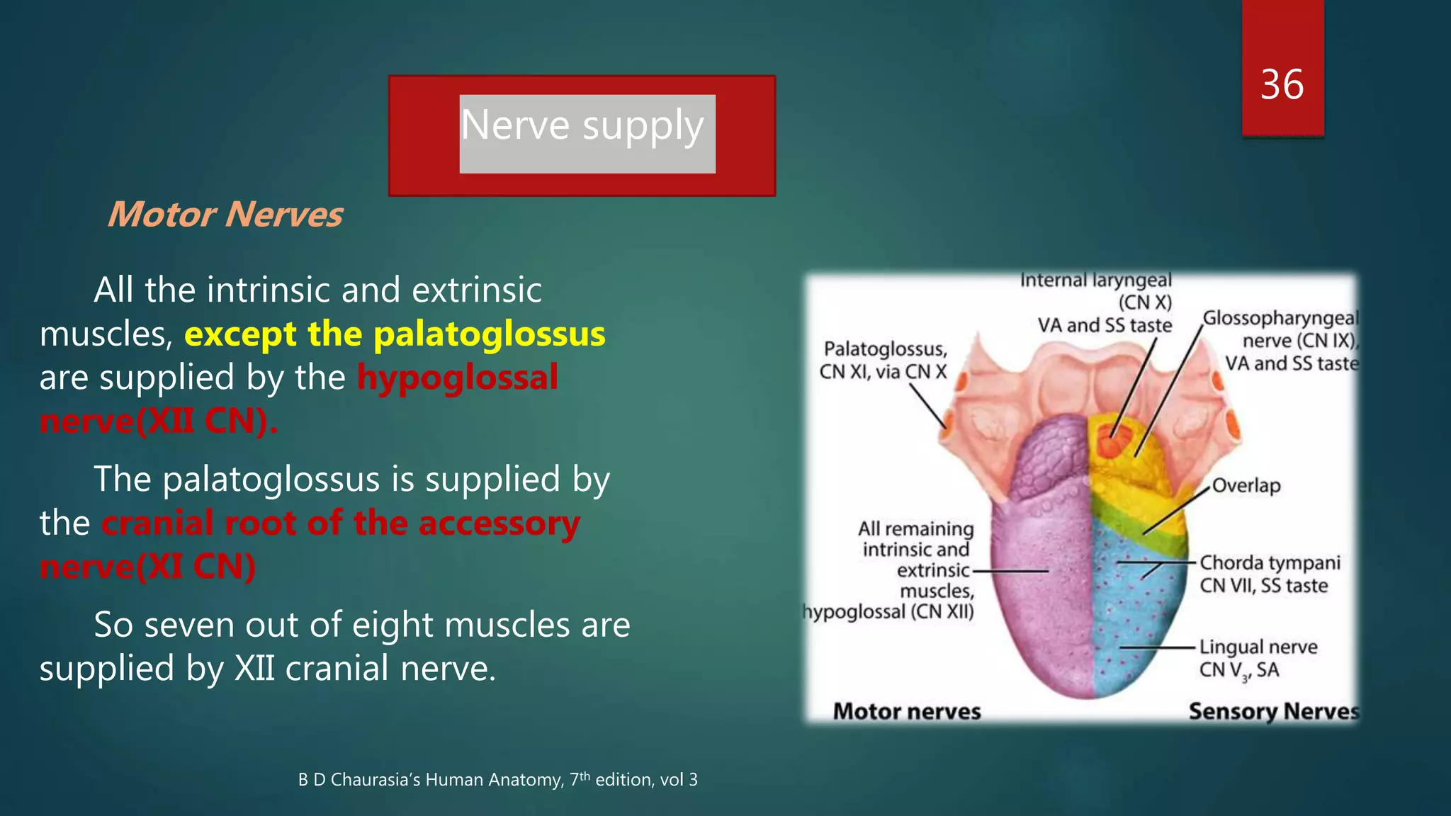 Motor Nerves
All the intrinsic and extrinsic
muscles, except the palatoglossus
are supplied by the hypoglossal
nerve(XII CN).
The palatoglossus is supplied by
the cranial root of the accessory
nerve(XI CN)
So seven out of eight muscles are
supplied by XII cranial nerve.
36
Nerve supply
B D Chaurasia’s Human Anatomy, 7th edition, vol 3
 