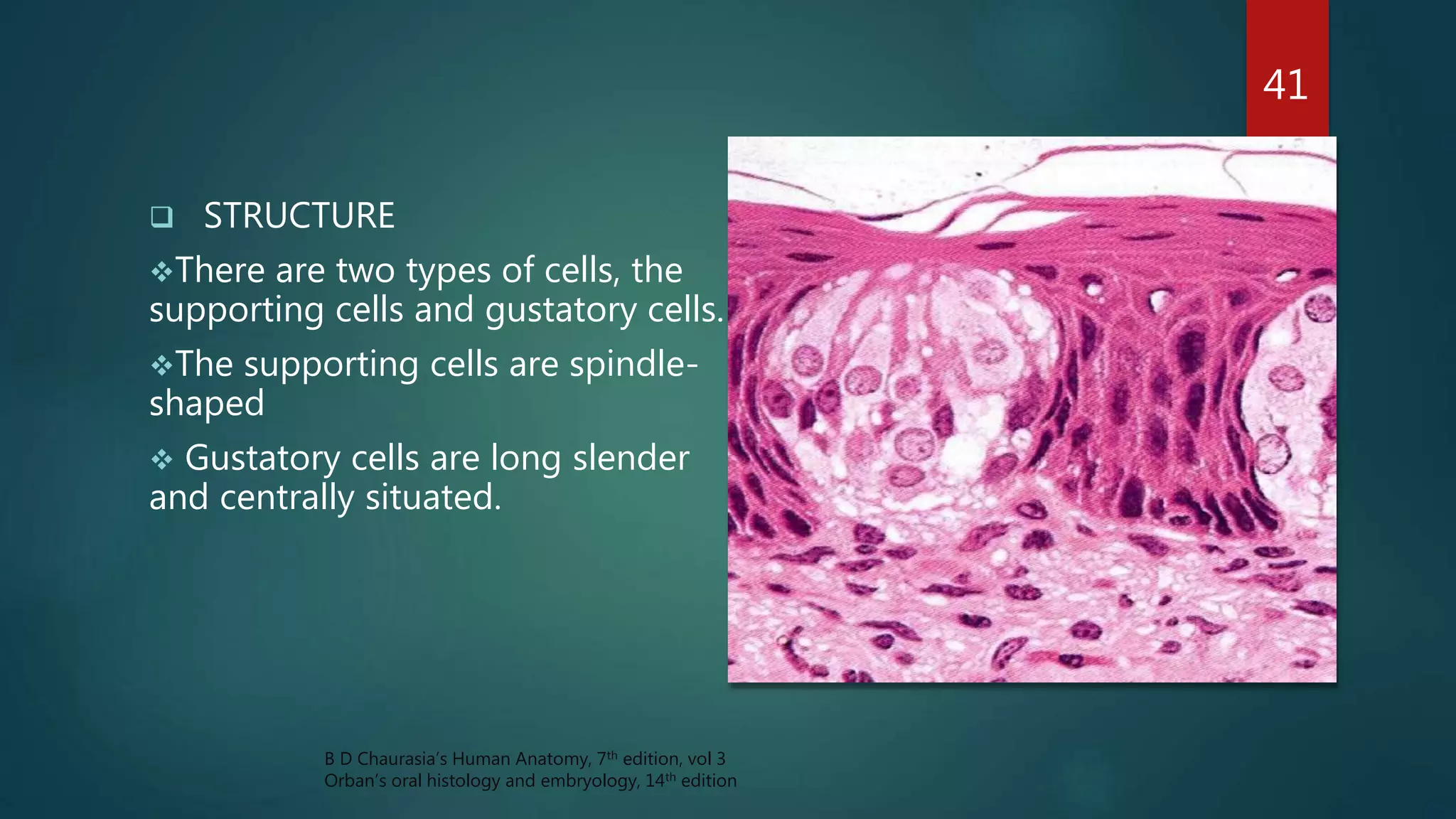  STRUCTURE
There are two types of cells, the
supporting cells and gustatory cells.
The supporting cells are spindle-
shaped
 Gustatory cells are long slender
and centrally situated.
41
B D Chaurasia’s Human Anatomy, 7th edition, vol 3
Orban’s oral histology and embryology, 14th edition
 