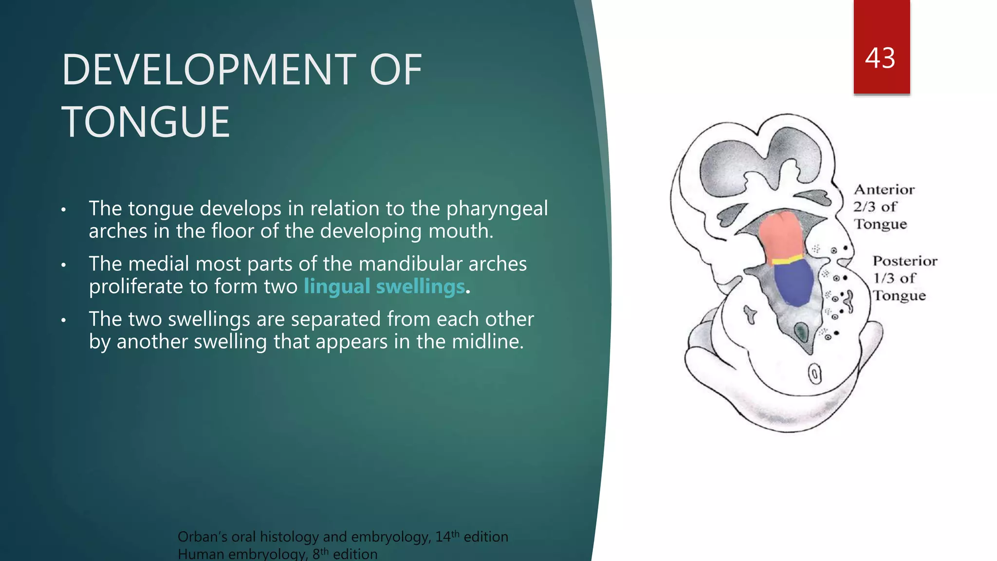 DEVELOPMENT OF
TONGUE
43
• The tongue develops in relation to the pharyngeal
arches in the floor of the developing mouth.
• The medial most parts of the mandibular arches
proliferate to form two lingual swellings.
• The two swellings are separated from each other
by another swelling that appears in the midline.
Orban’s oral histology and embryology, 14th edition
Human embryology, 8th edition
 