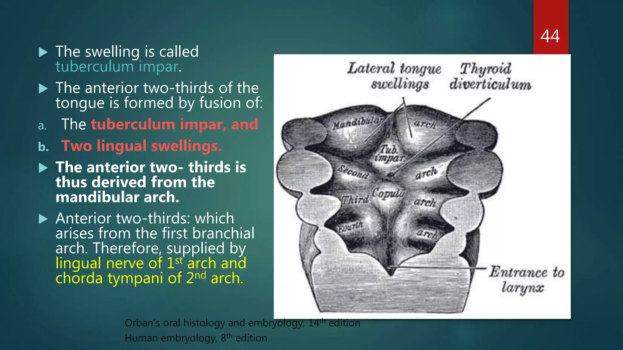 44
 The swelling is called
tuberculum impar.
 The anterior two-thirds of the
tongue is formed by fusion of:
a. The tuberculum impar, and
b. Two lingual swellings.
 The anterior two- thirds is
thus derived from the
mandibular arch.
 Anterior two-thirds: which
arises from the first branchial
arch. Therefore, supplied by
lingual nerve of 1st arch and
chorda tympani of 2nd arch.
Orban’s oral histology and embryology, 14th edition
Human embryology, 8th edition
 
