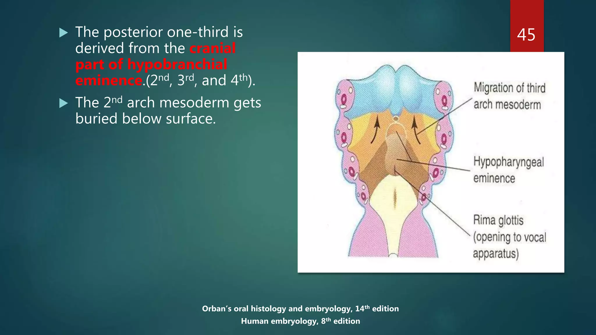 45 The posterior one-third is
derived from the cranial
part of hypobranchial
eminence.(2nd, 3rd, and 4th).
 The 2nd arch mesoderm gets
buried below surface.
Orban’s oral histology and embryology, 14th edition
Human embryology, 8th edition
 
