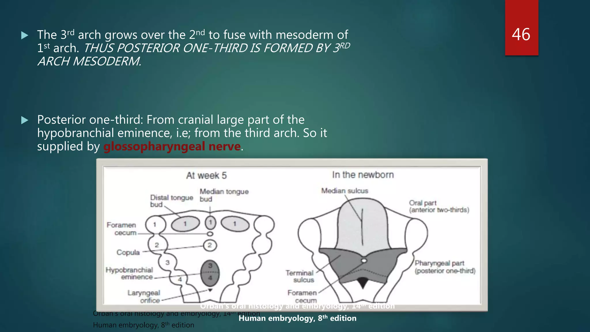  The 3rd arch grows over the 2nd to fuse with mesoderm of
1st arch. THUS POSTERIOR ONE-THIRD IS FORMED BY 3RD
ARCH MESODERM.
 Posterior one-third: From cranial large part of the
hypobranchial eminence, i.e; from the third arch. So it
supplied by glossopharyngeal nerve.
46
Orban’s oral histology and embryology, 14th edition
Human embryology, 8th edition
Orban’s oral histology and embryology, 14th edition
Human embryology, 8th edition
 