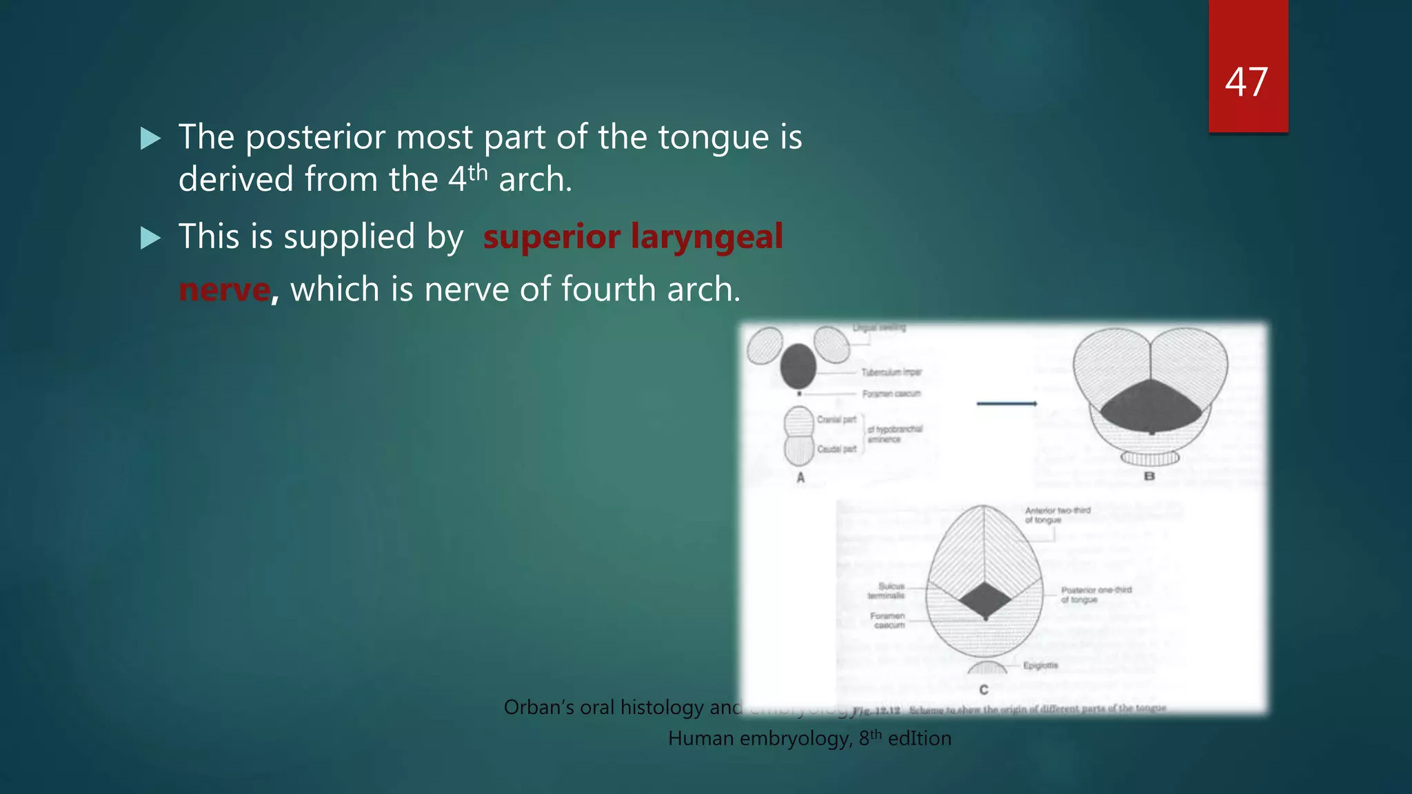  The posterior most part of the tongue is
derived from the 4th arch.
 This is supplied by superior laryngeal
nerve, which is nerve of fourth arch.
47
Orban’s oral histology and embryology, 14th edition
Human embryology, 8th edItion
 